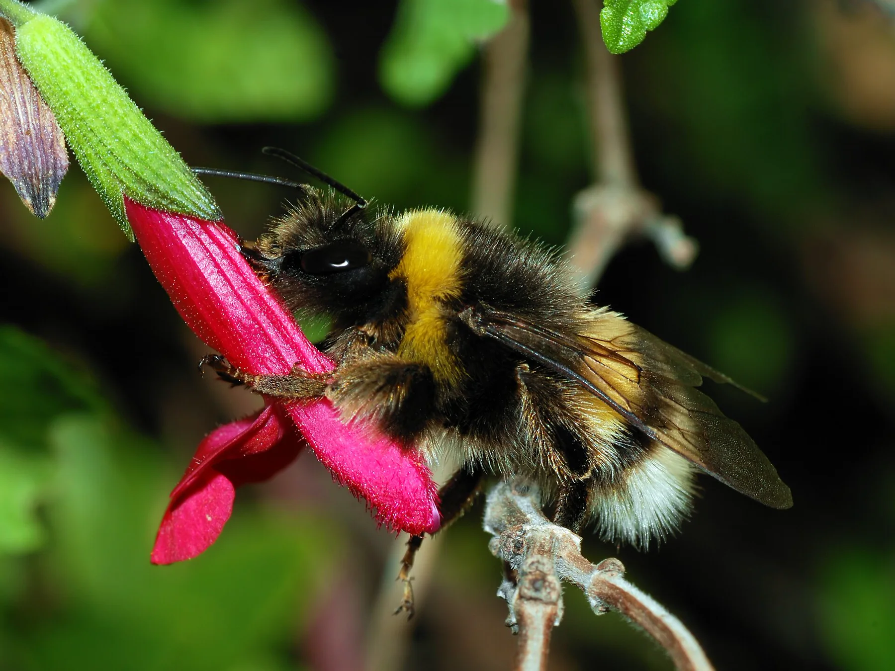 Abejorro común alimentándose en una flor roja.