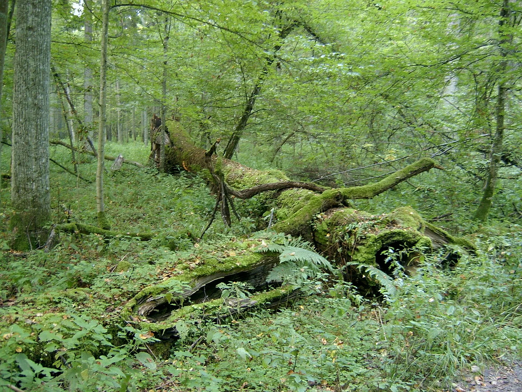 Troncos caídos cubiertos de musgo en el bosque de Białowieża.