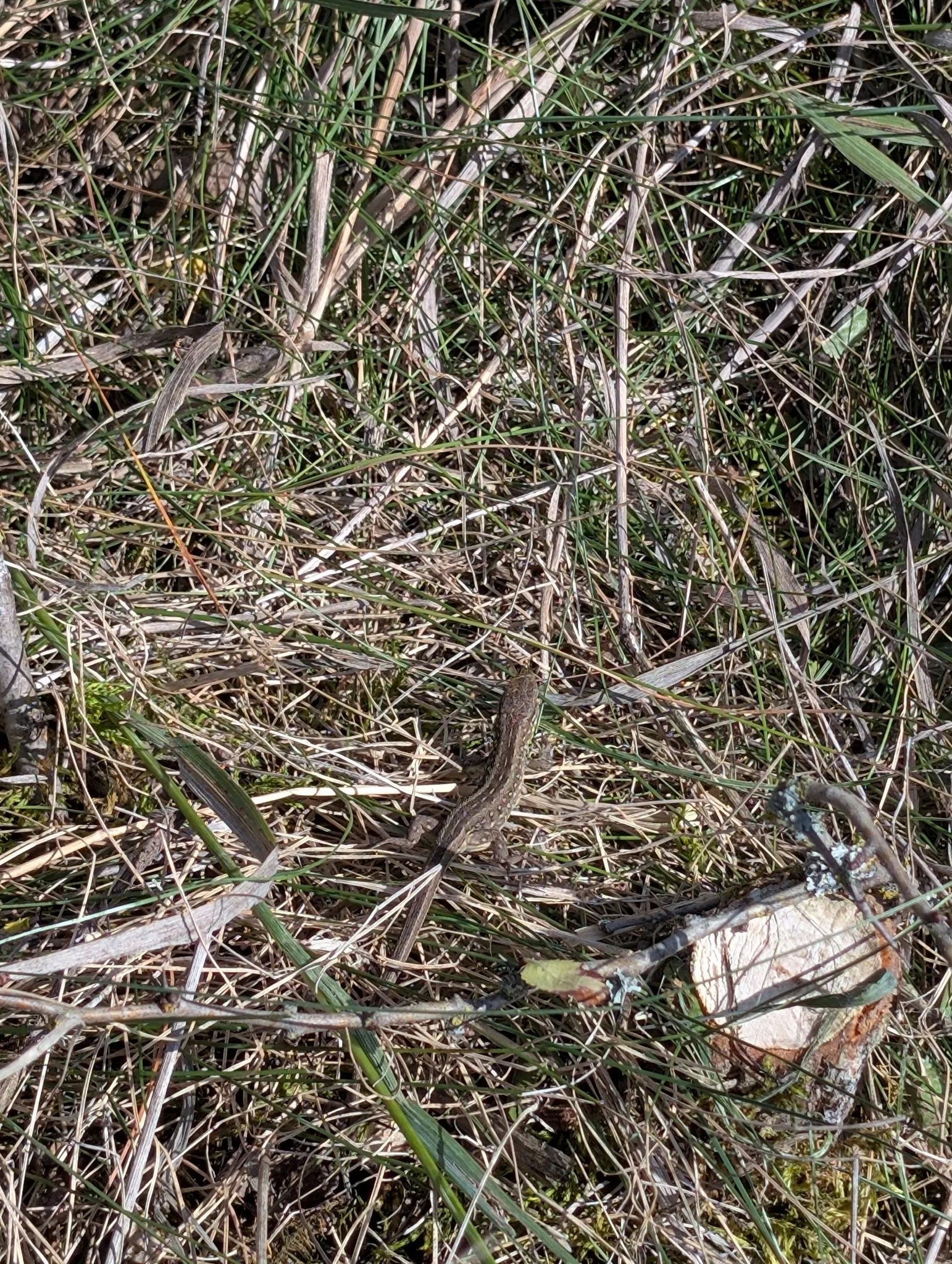 Documentary photograph: Lacerta agilis