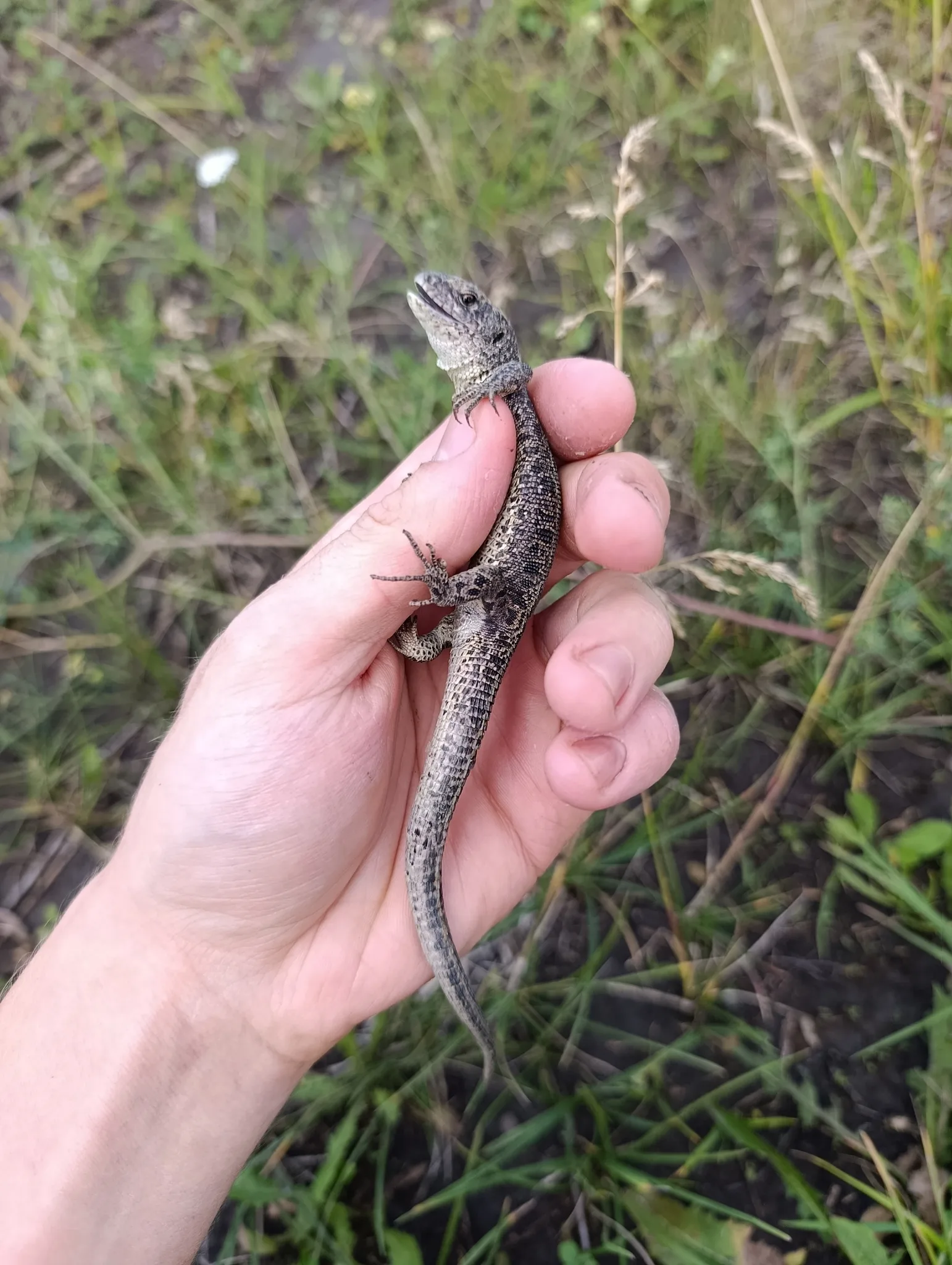 Documentary photograph: Lacerta agilis