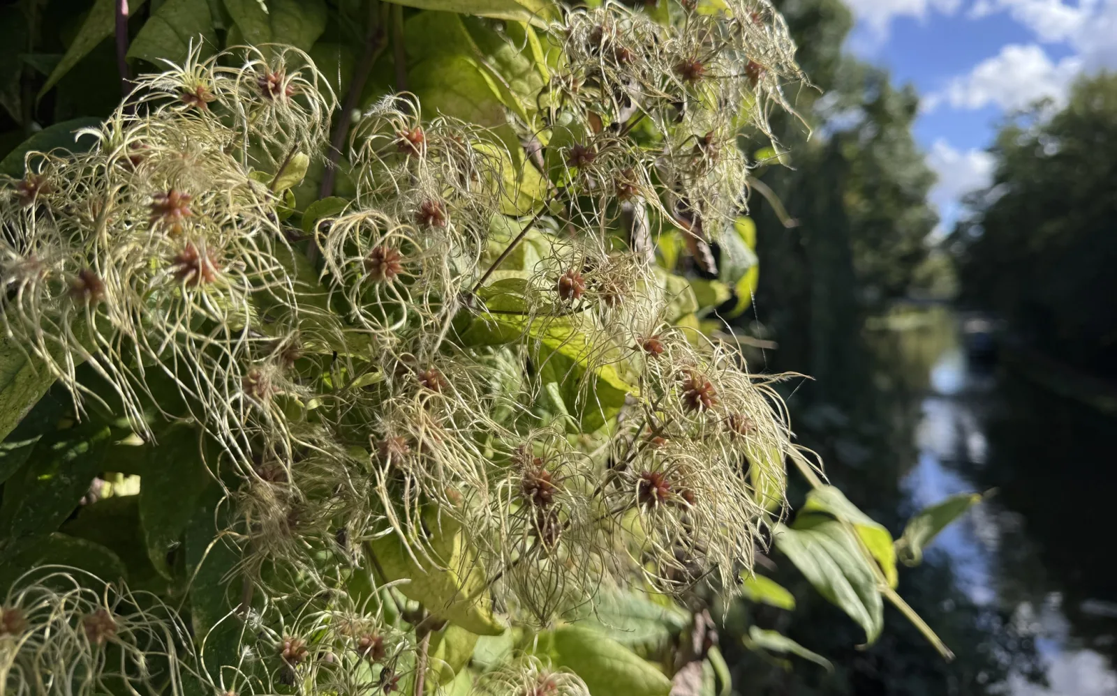 Fotografia documentaria: Clematis vitalba
