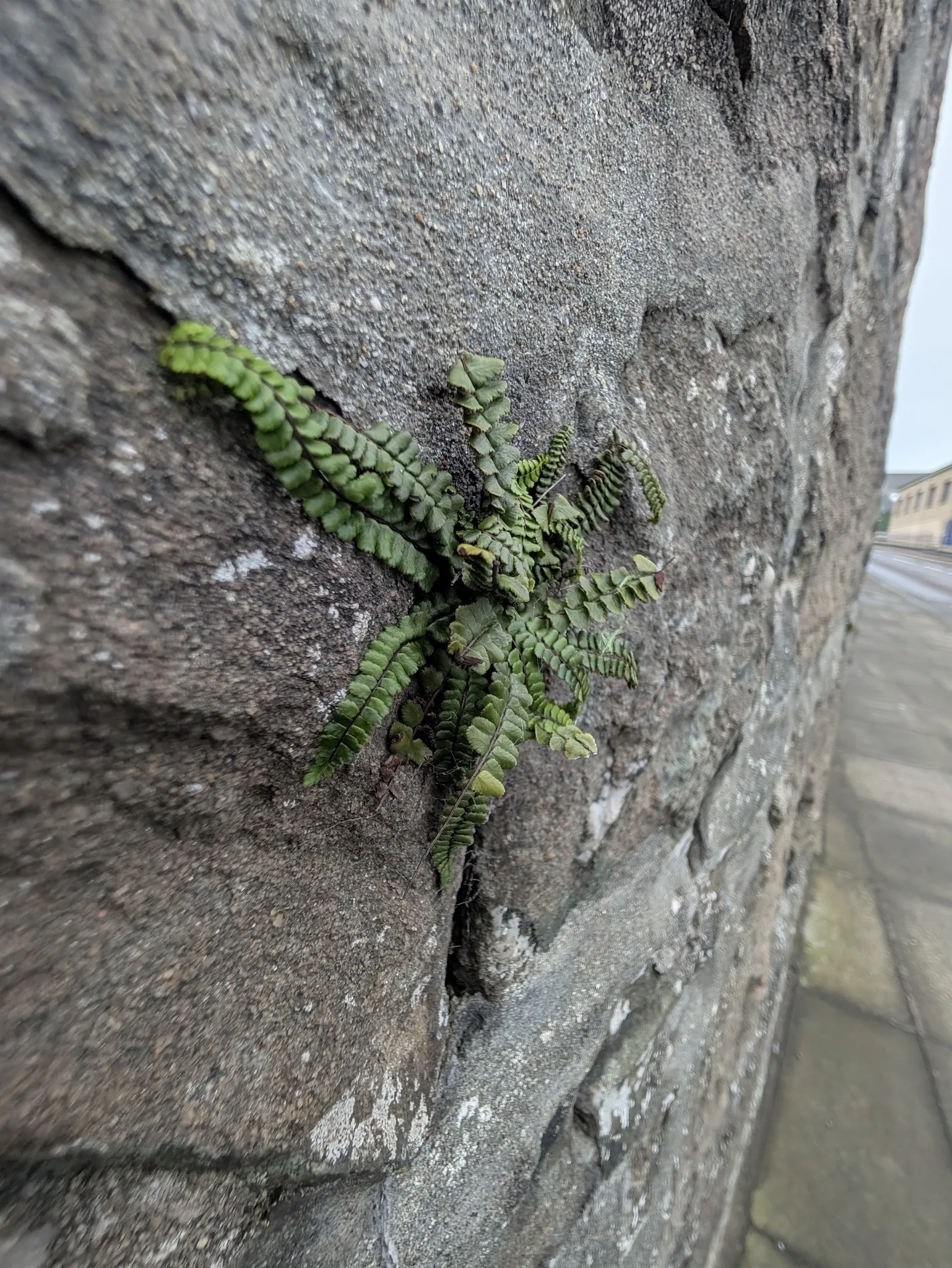Fotografia documentaria: Asplenium trichomanes