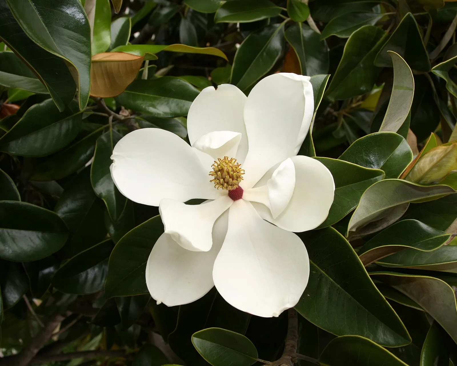 Fotografía documental: Qué observar en una flor antes de intentar identificarla