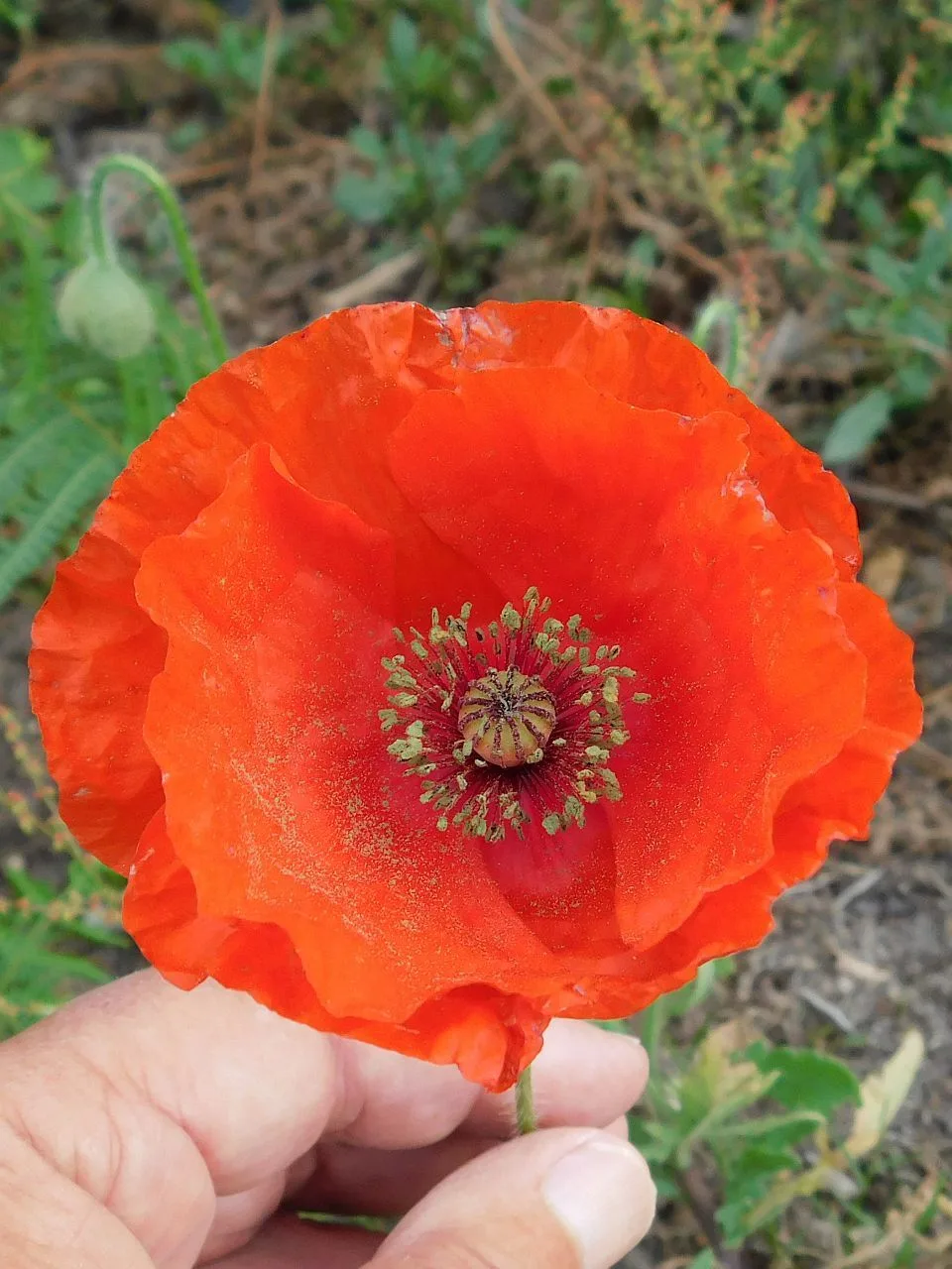 Dokumentarfotografie: Klatschmohn