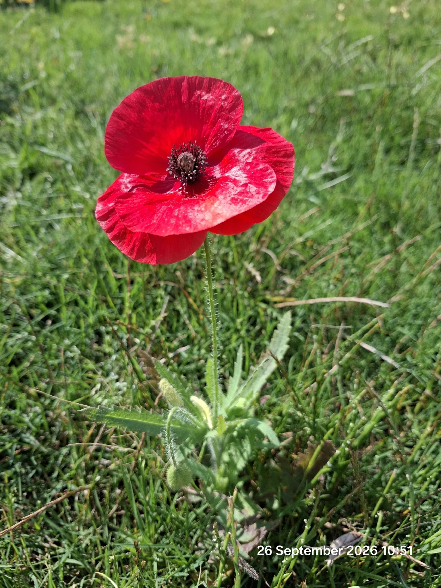 Dokumentarfotografie: Klatschmohn