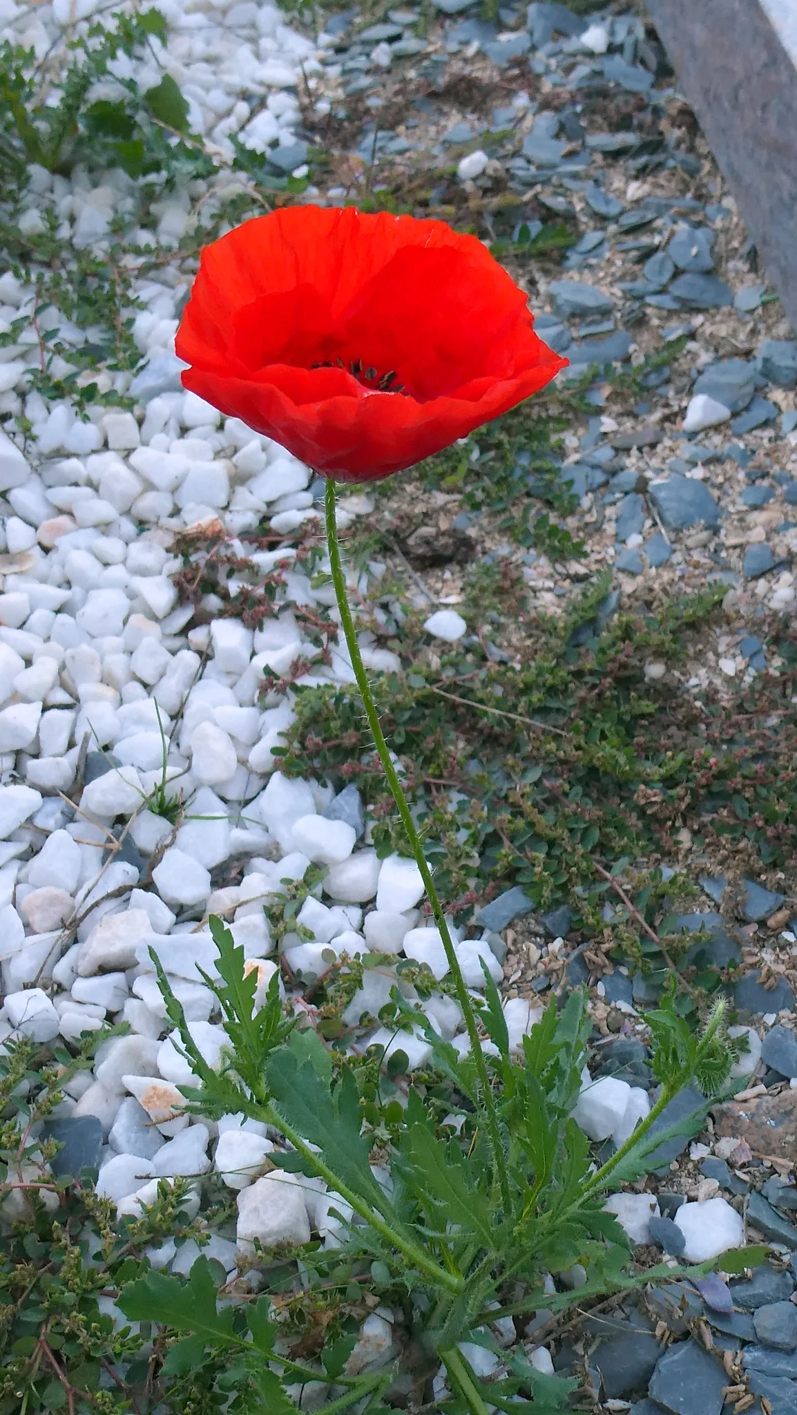Dokumentarfotografie: Klatschmohn