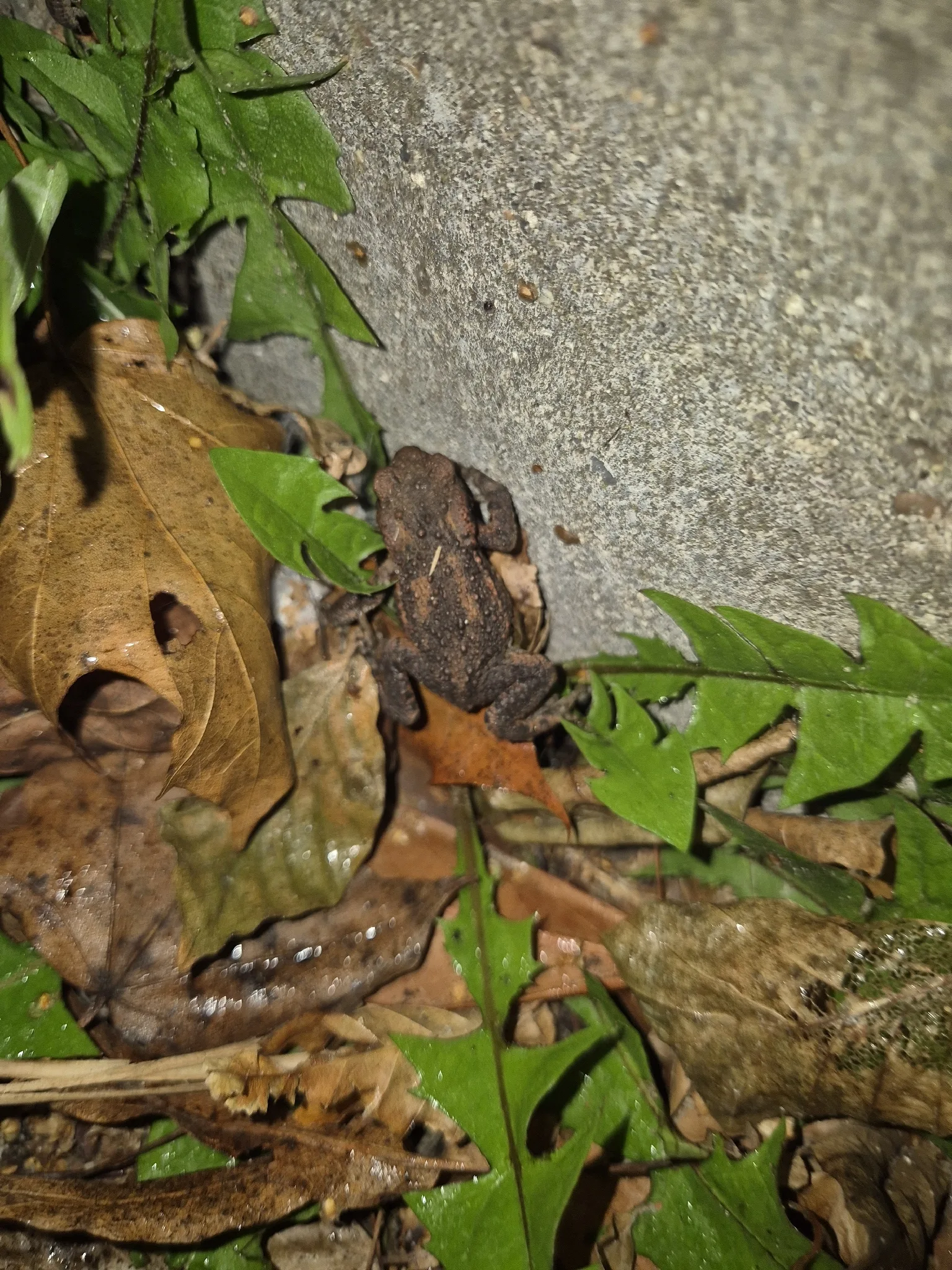 Dokumentarfotografie: Bufo bufo