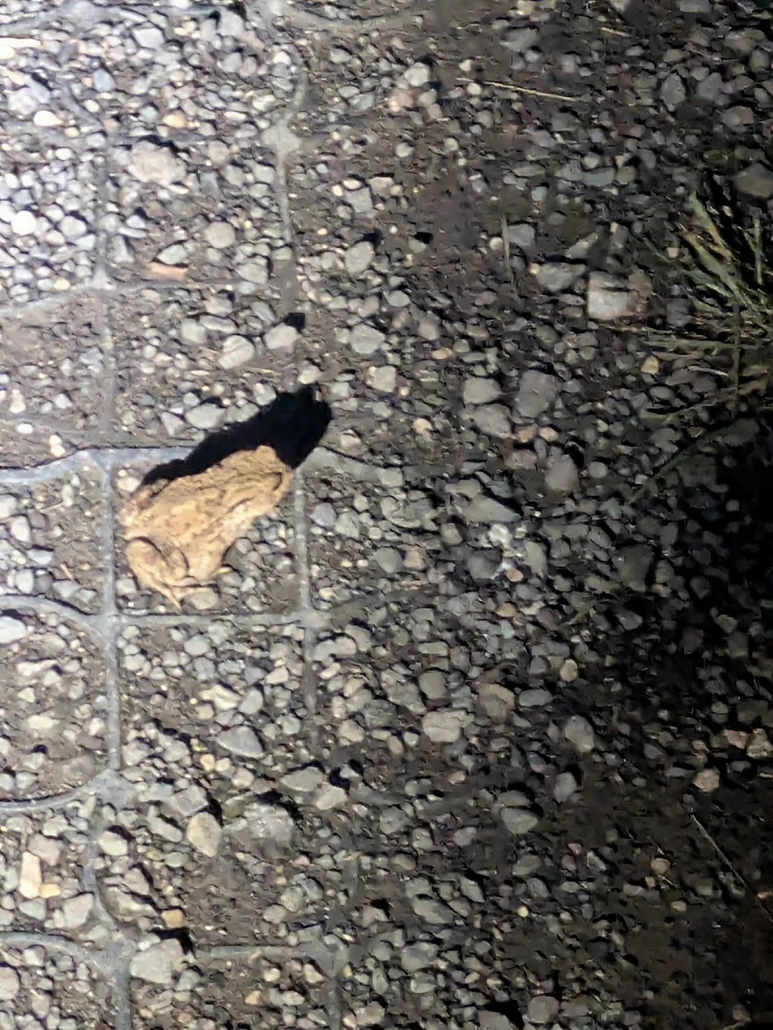 Dokumentarfotografie: Bufo bufo