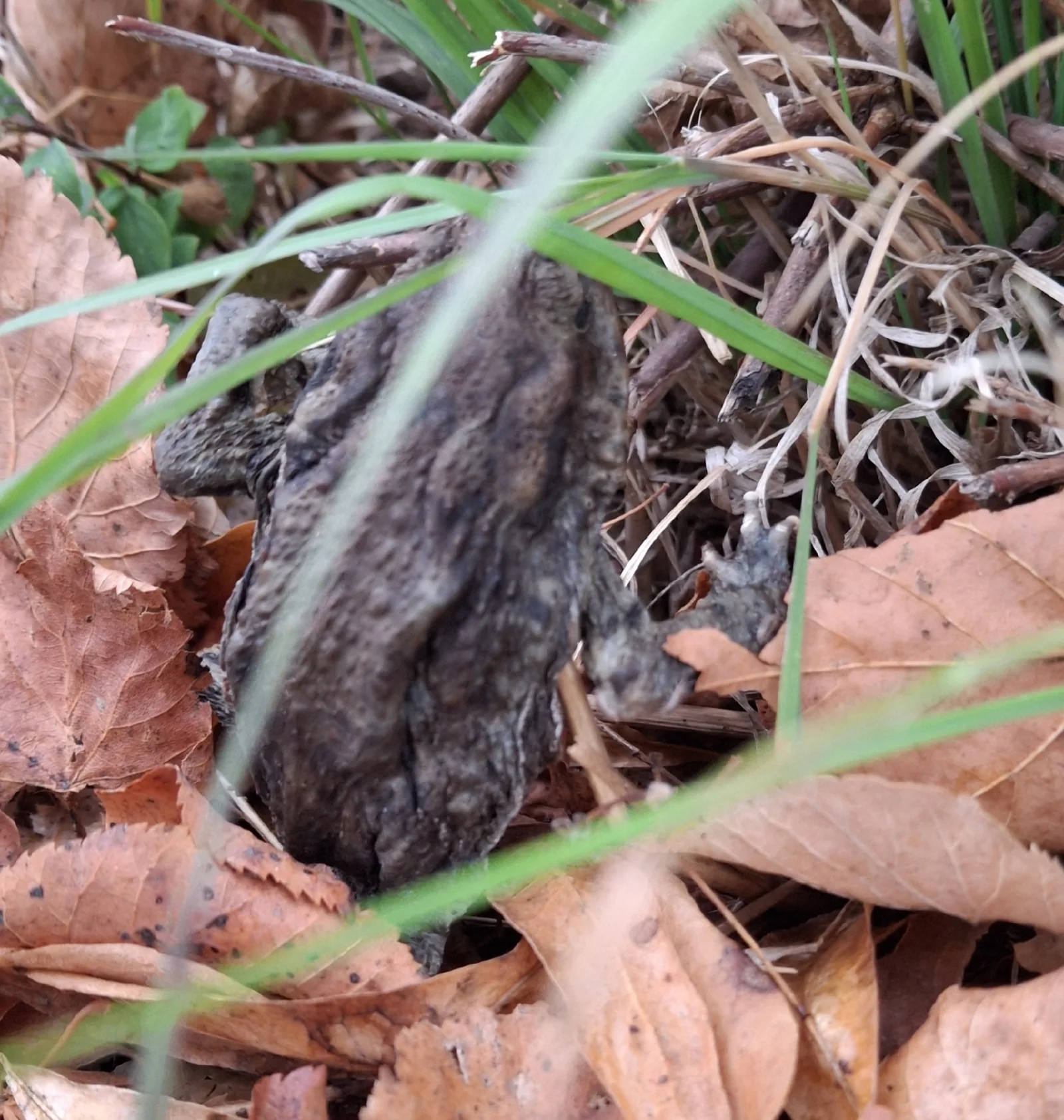 Dokumentarfotografie: Bufo bufo