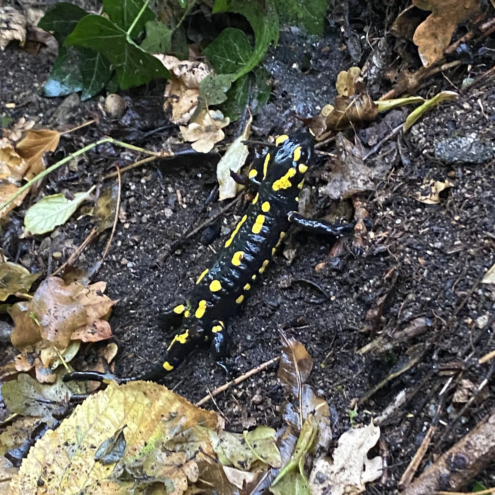 Fotografia documentaria: Salamandra salamandra