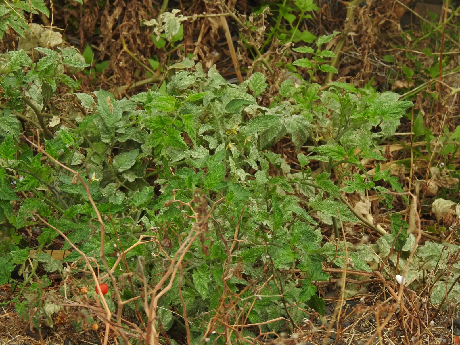Fotografia documentaria: Solanum lycopersicum