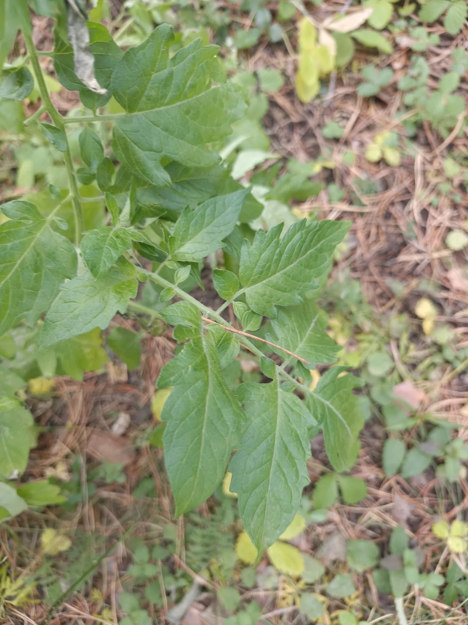 Fotografia documentaria: Solanum lycopersicum