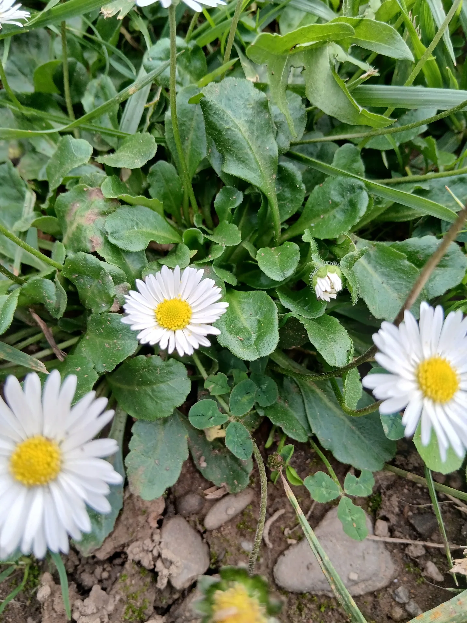 Dokumentarfotografie: Bellis perennis