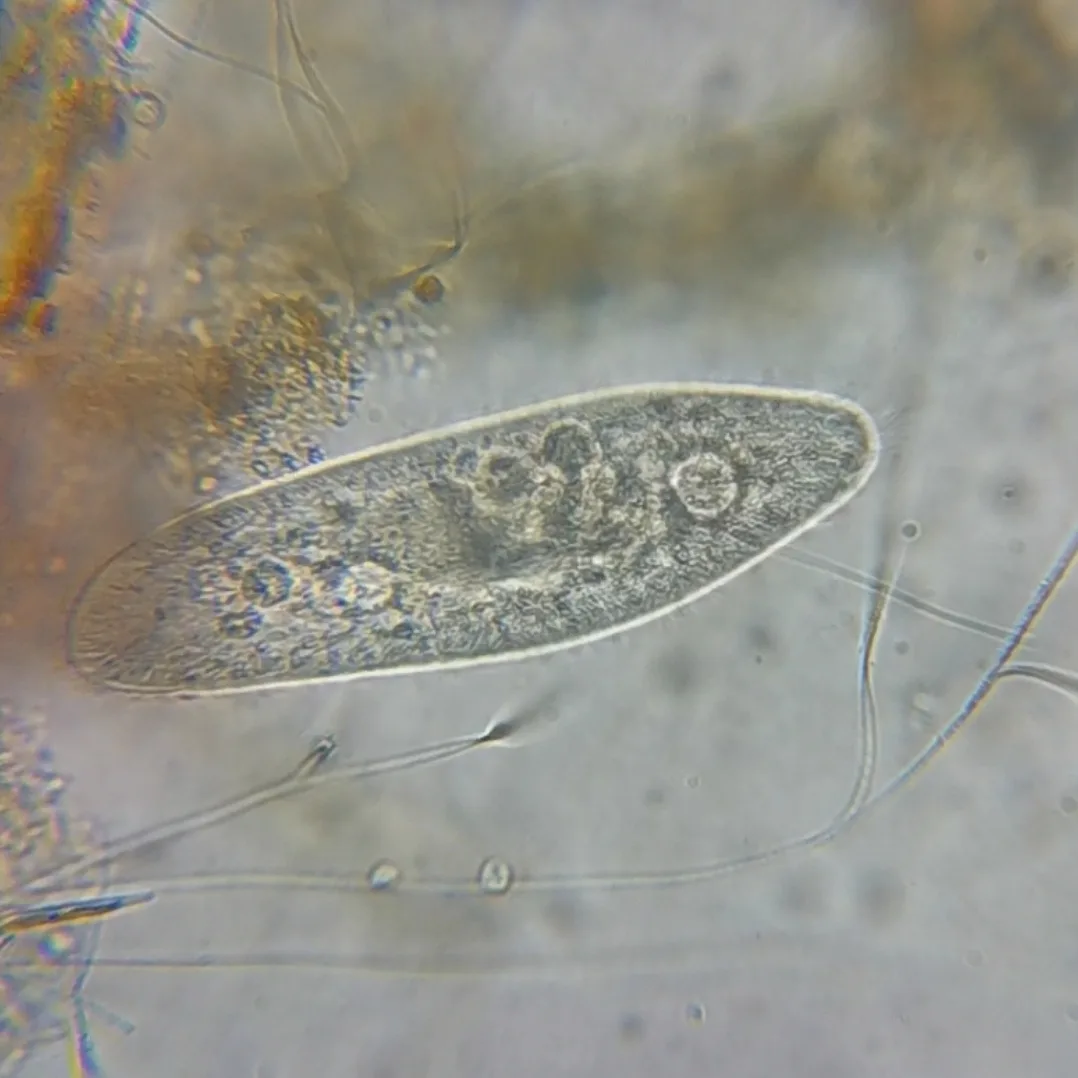 Dokumentarfotografie: Paramecium caudatum
