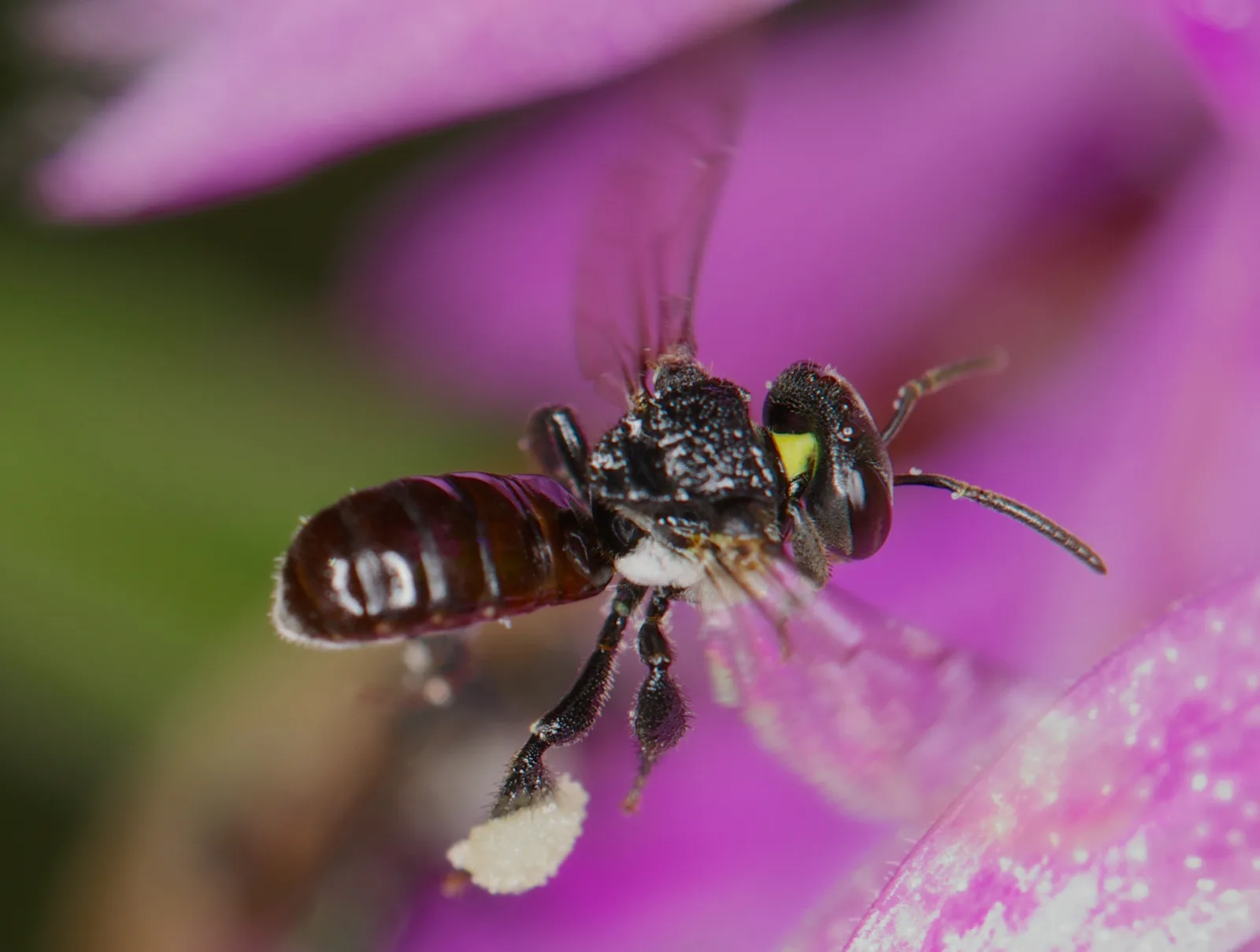 Documentary photograph: What Happens During an Insect’s Visit to a Flower