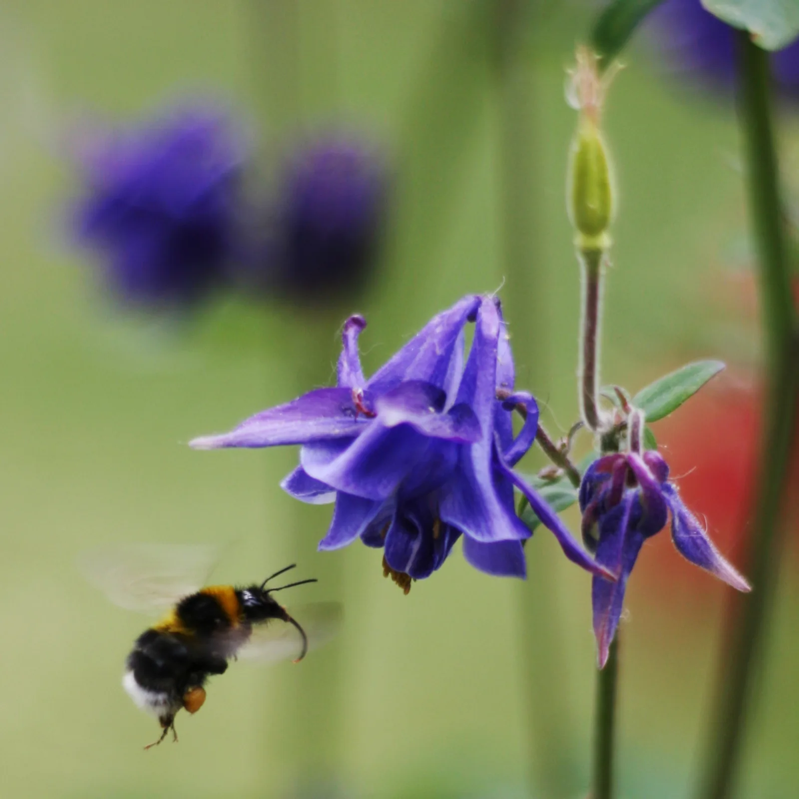 Fotografía documental: Qué sucede durante una visita de insectos a una flor