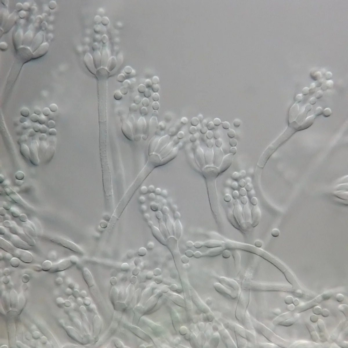 Penicillium spinulosum
