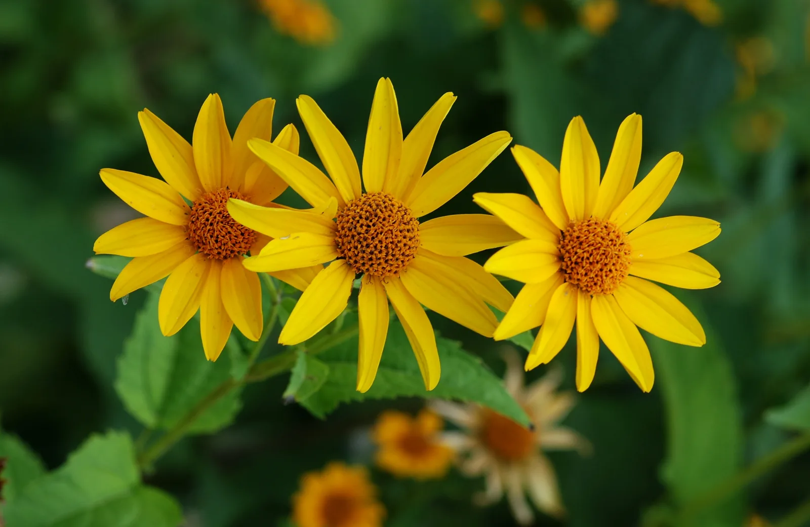 Fotografía documental: Pétalos, estambres y frutos: pistas para leer una flor sin arrancarla