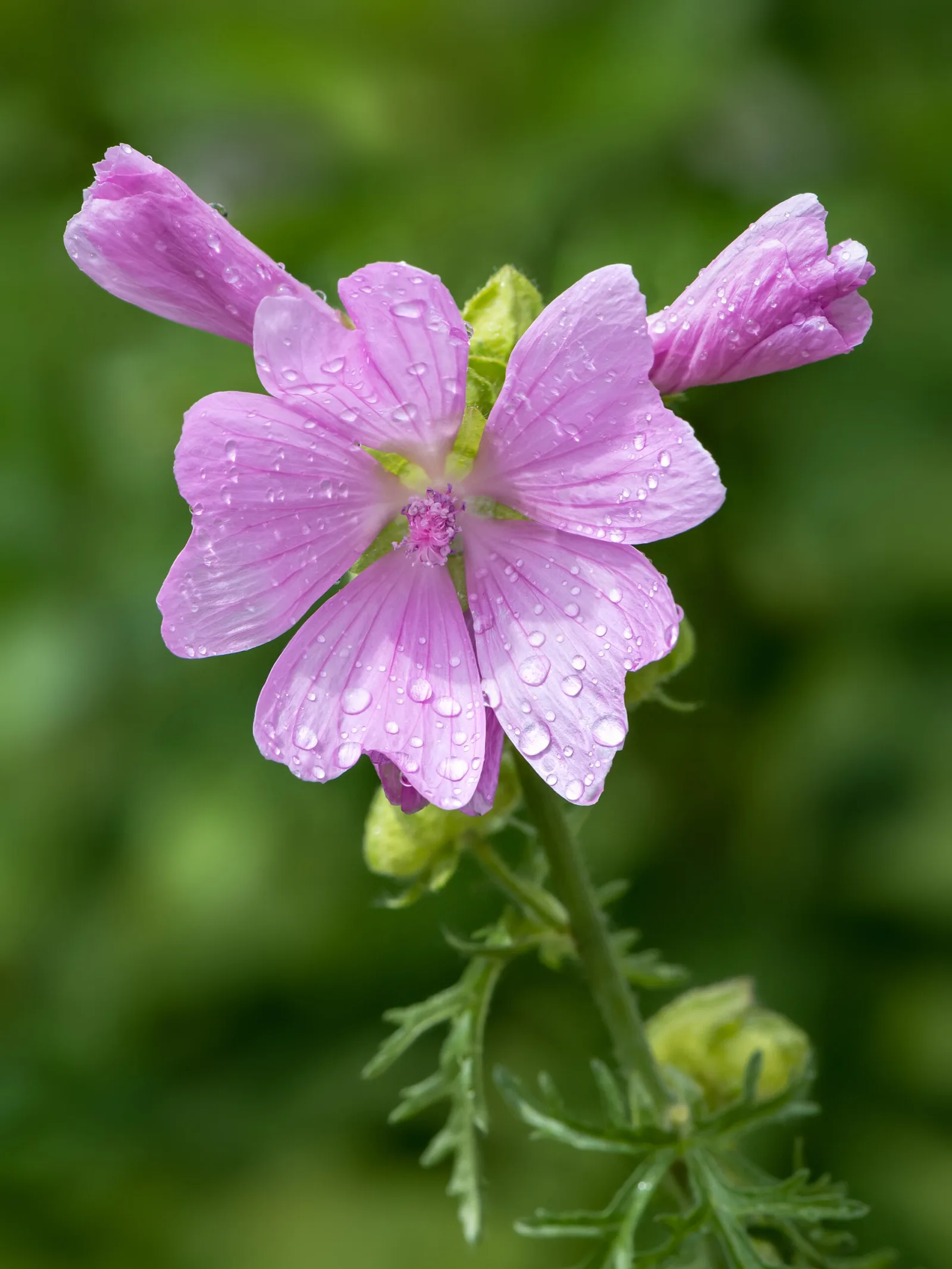 Dokumentarfotografie: Blütenblätter, Staubblätter und Früchte: Hinweise, um eine Blüte zu betrachten, ohne sie abzupflücken