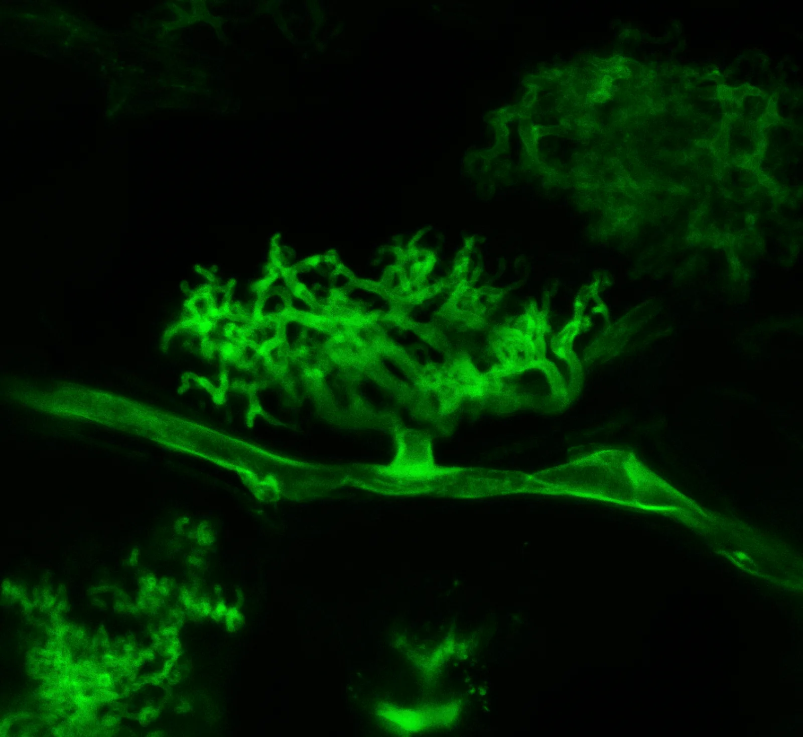 Documentary photograph: Arbuscular mycorrhizal fungi: resource exchange with roots