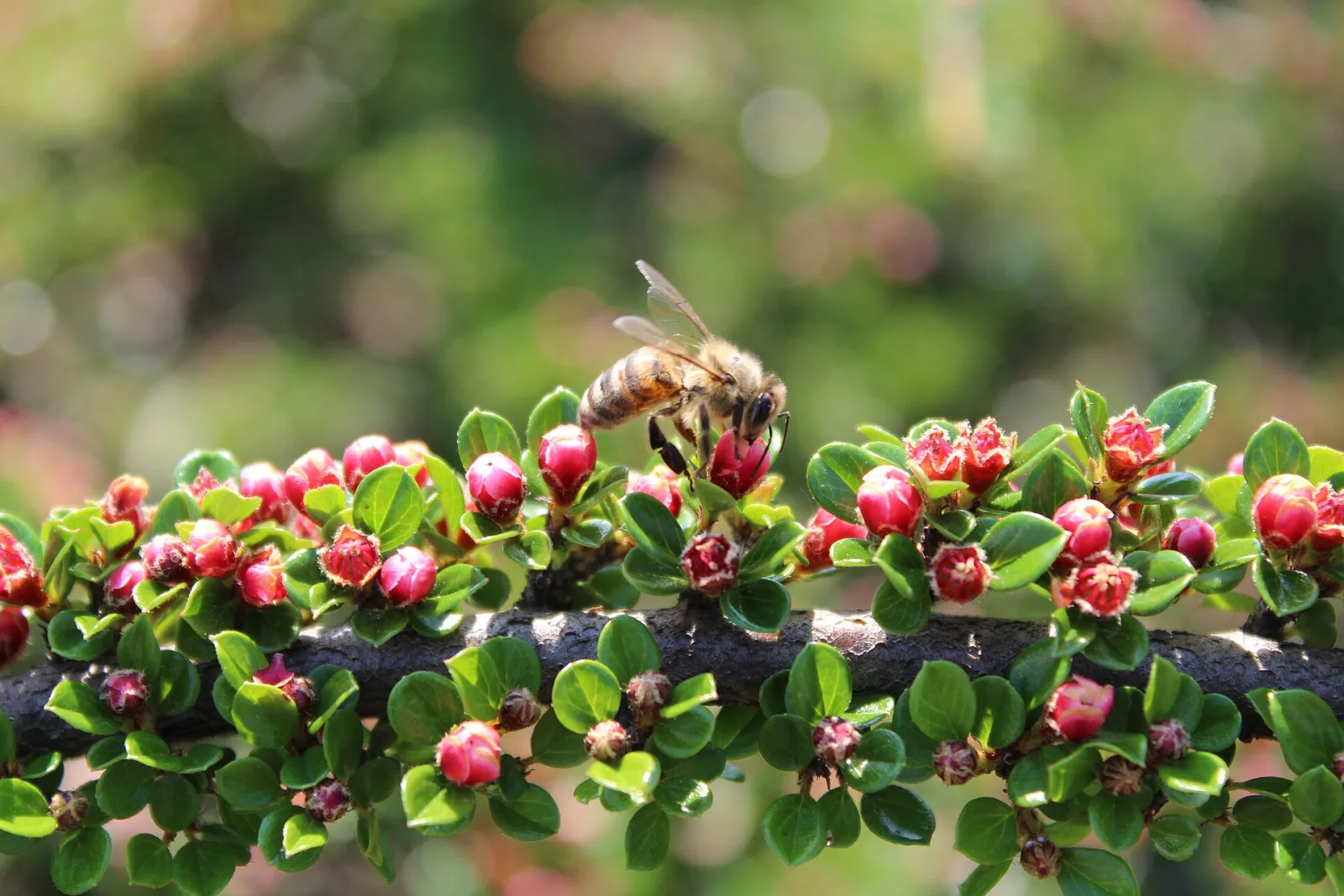 Photographie documentaire: Abeilles et mouches sur les fleurs : ce que les données permettent de comparer
