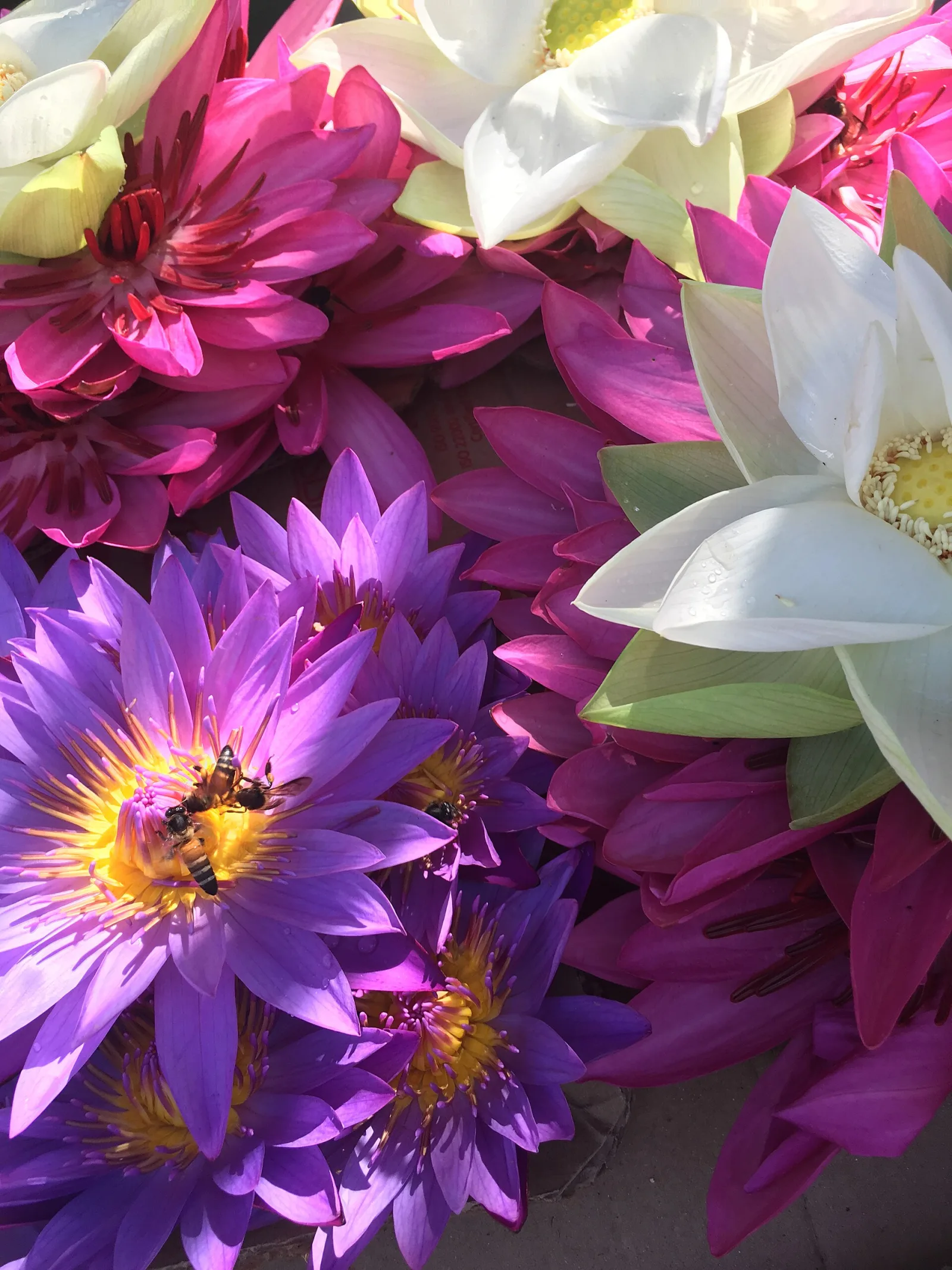 Dokumentarfotografie: Bienen und Fliegen an Blüten: Was sich anhand der Belege vergleichen lässt