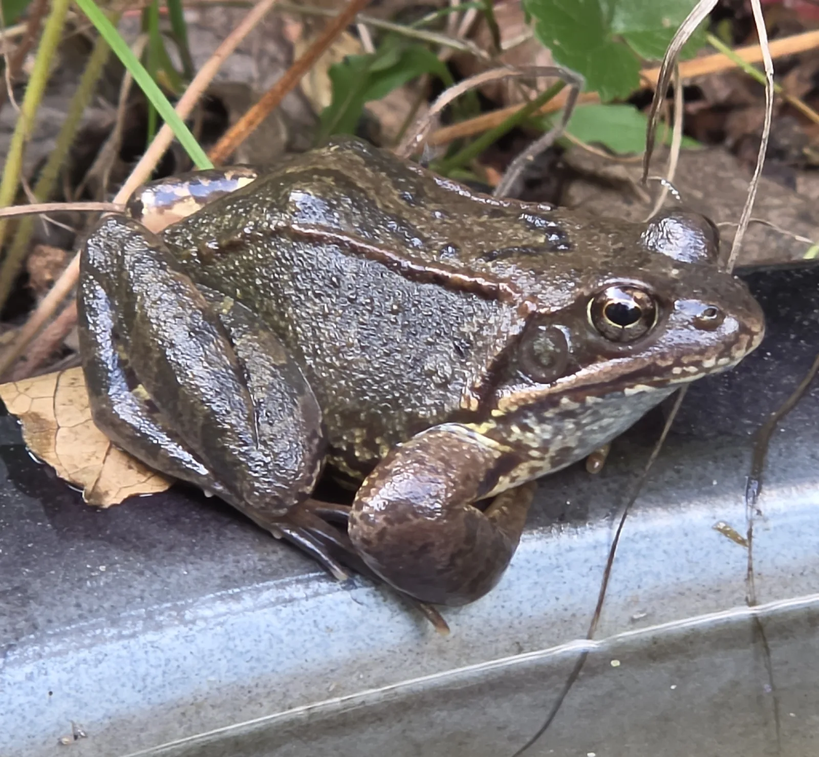 European Common Frog (Rana temporaria)