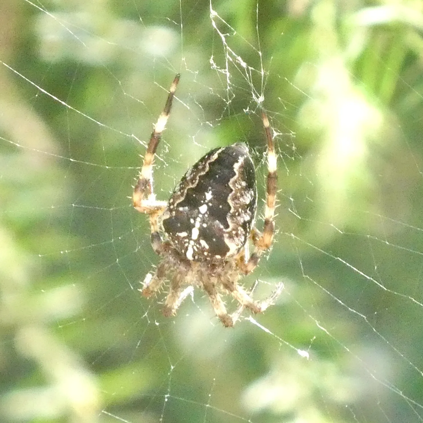 Dokumentarfotografie: Araneus diadematus