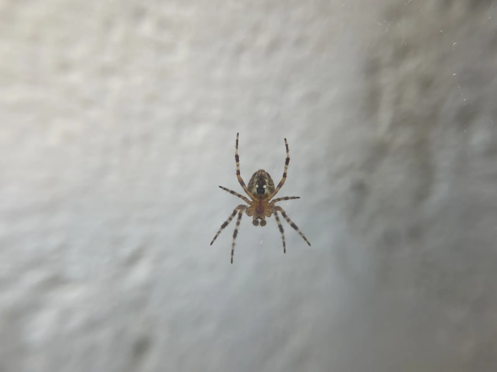 Dokumentarfotografie: Araneus diadematus