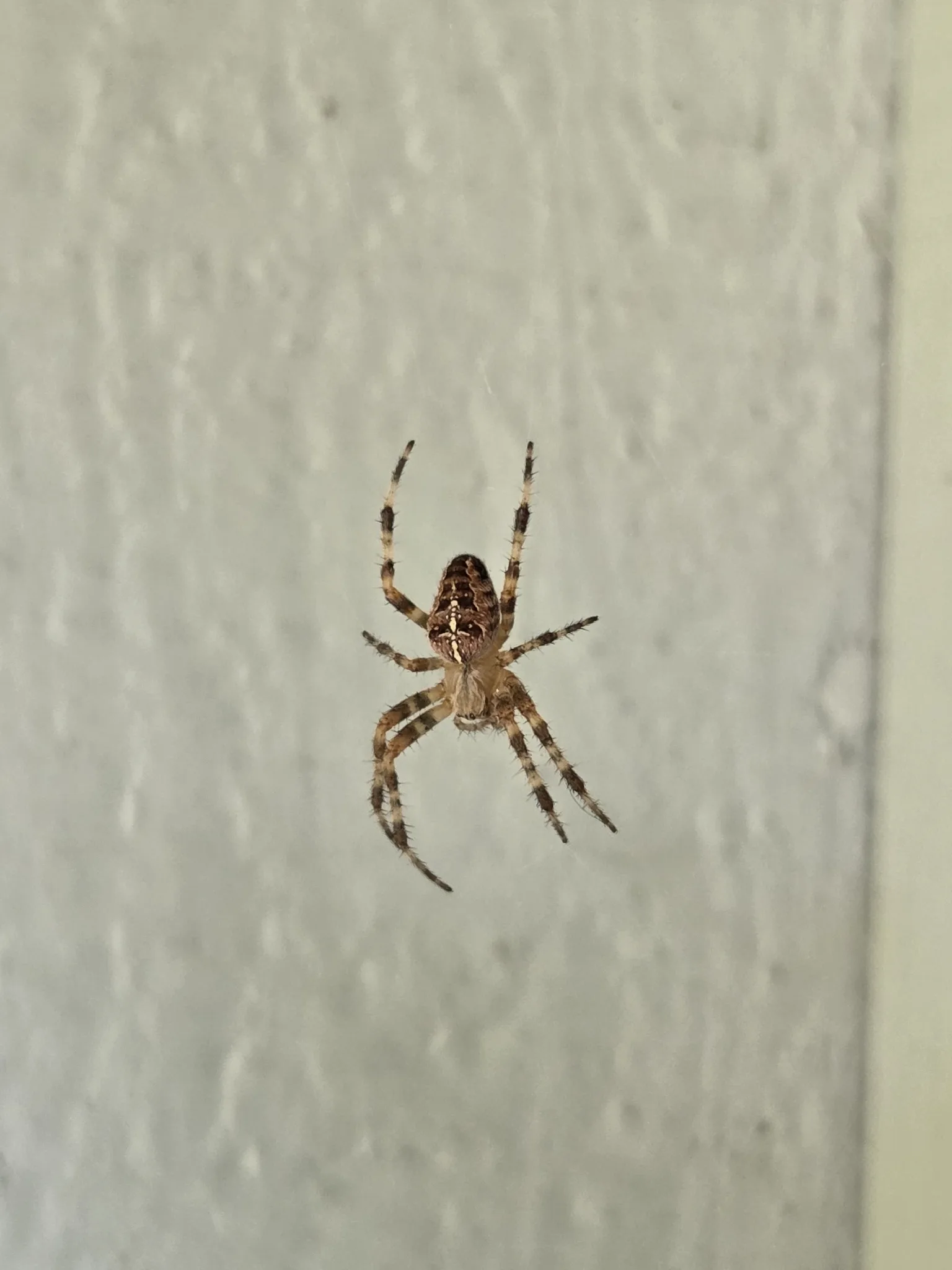 Dokumentarfotografie: Araneus diadematus