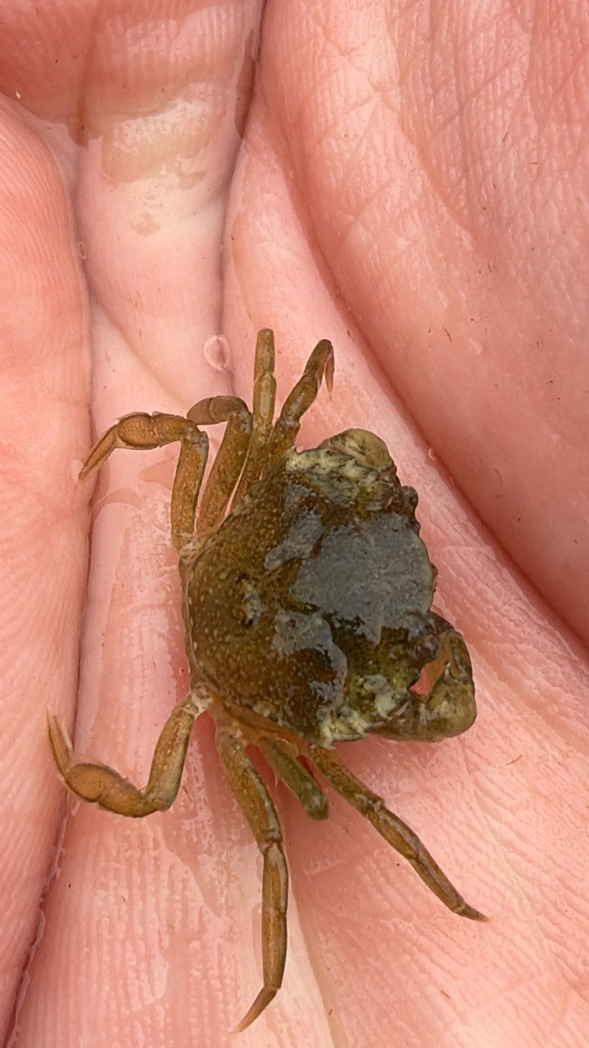 Photographie documentaire: Crabe enragé