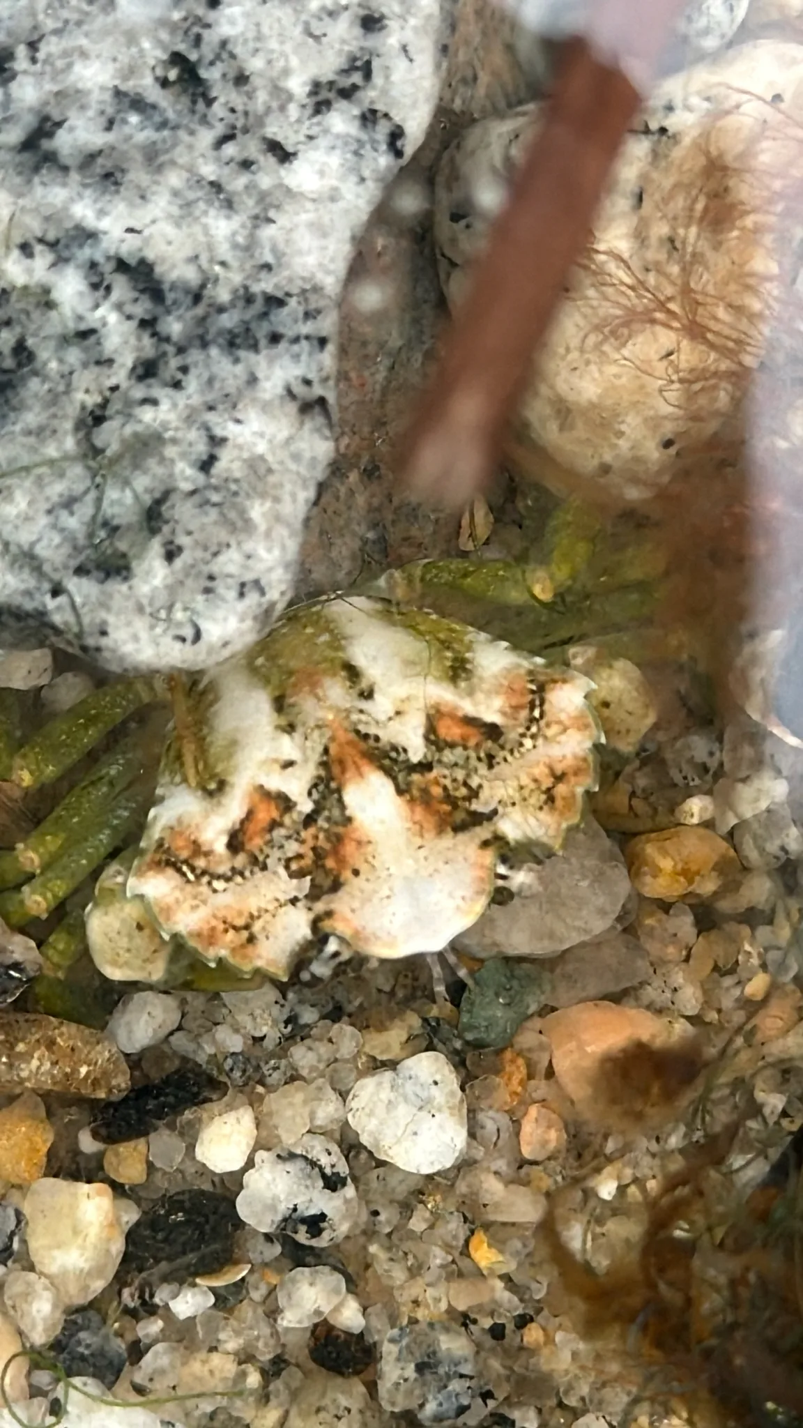 Photographie documentaire: Crabe enragé