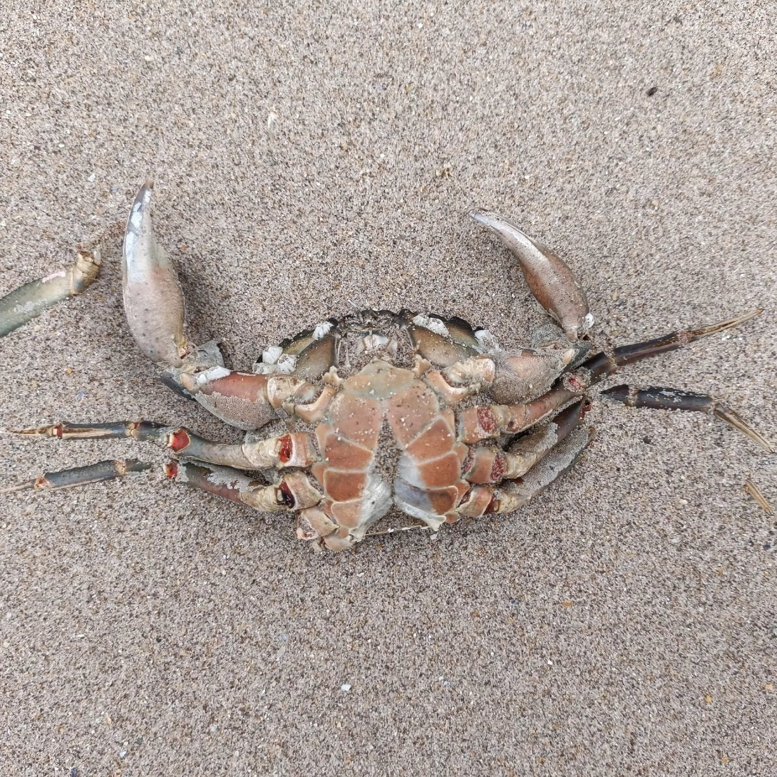Photographie documentaire: Crabe enragé
