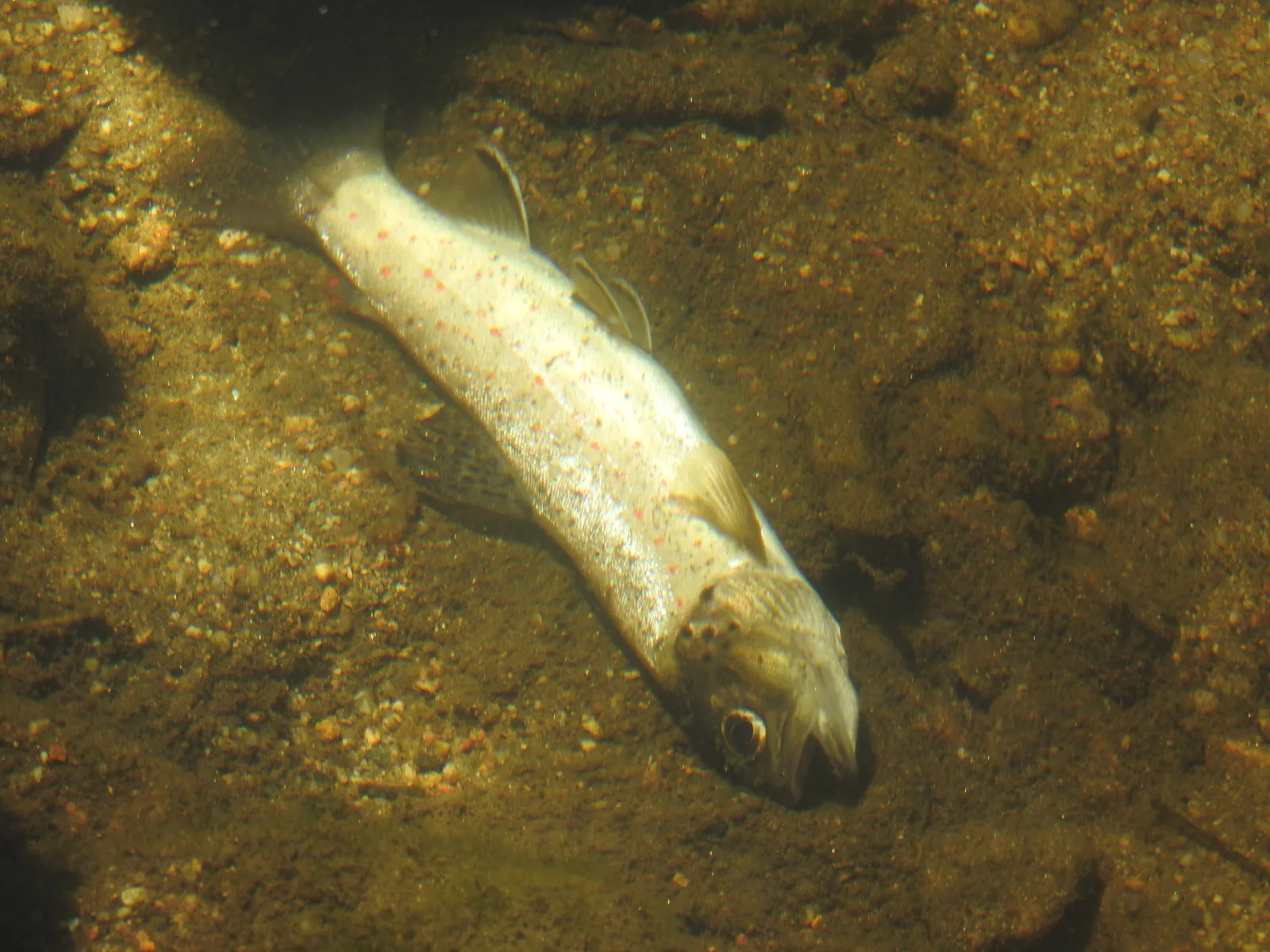 Dokumentarfotografie: Salmo trutta