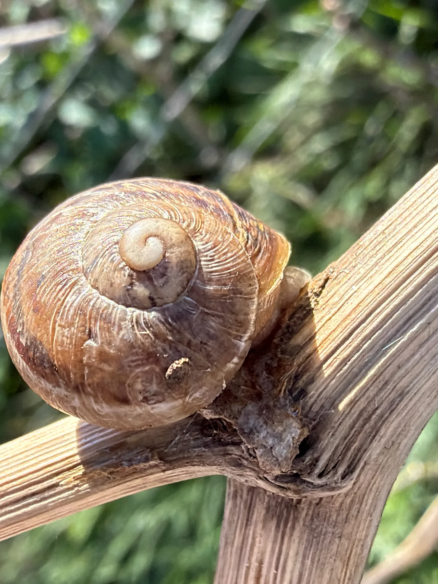 Photographie documentaire: Cornu aspersum