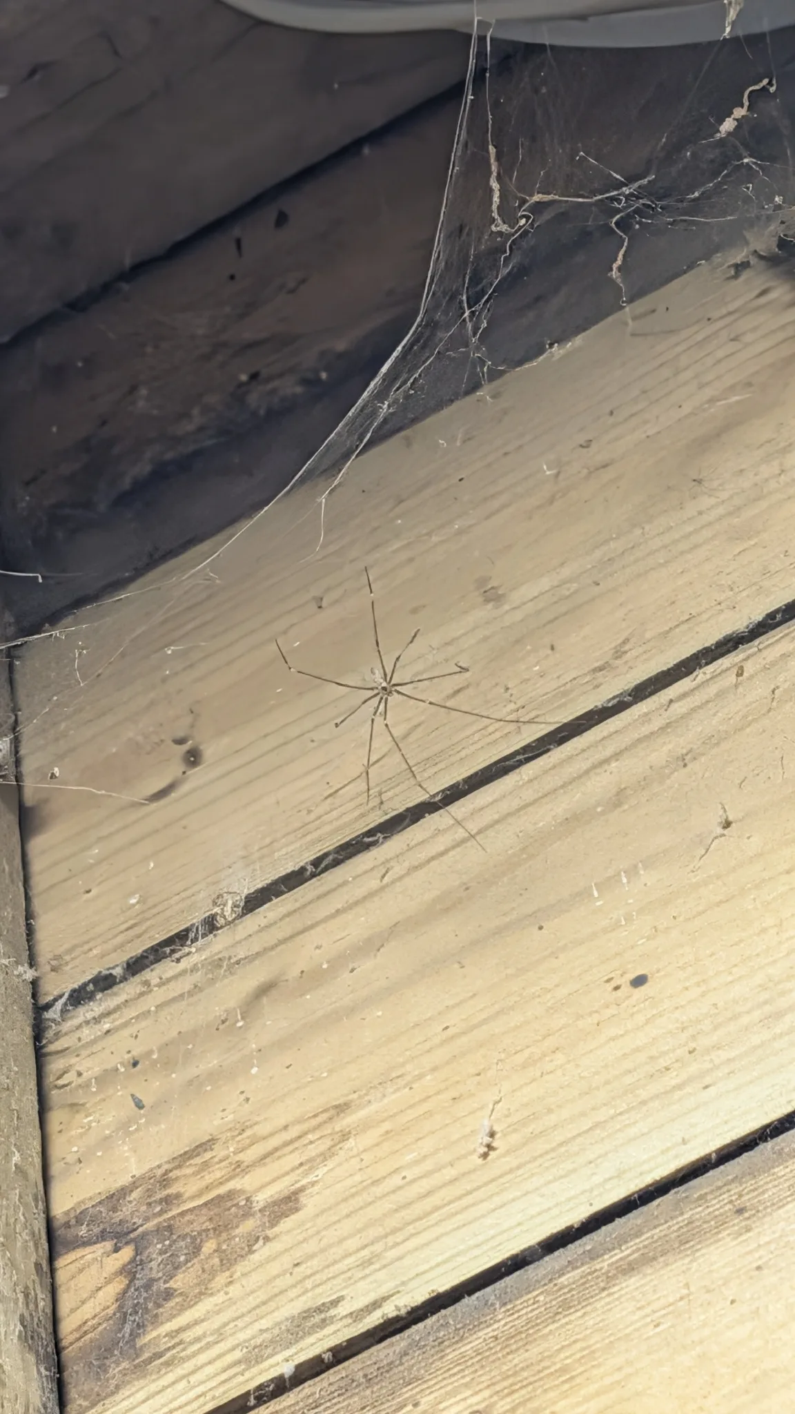 Documentary photograph: Pholcus phalangioides