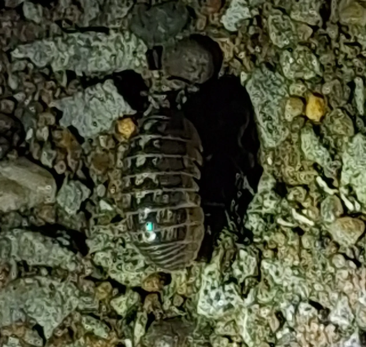 Photographie documentaire: Armadillidium vulgare
