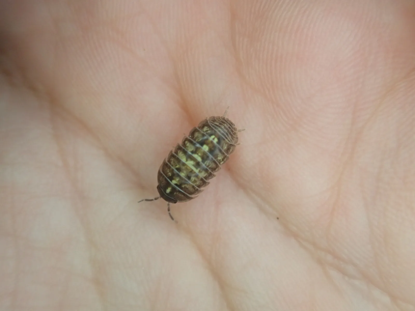 Photographie documentaire: Armadillidium vulgare