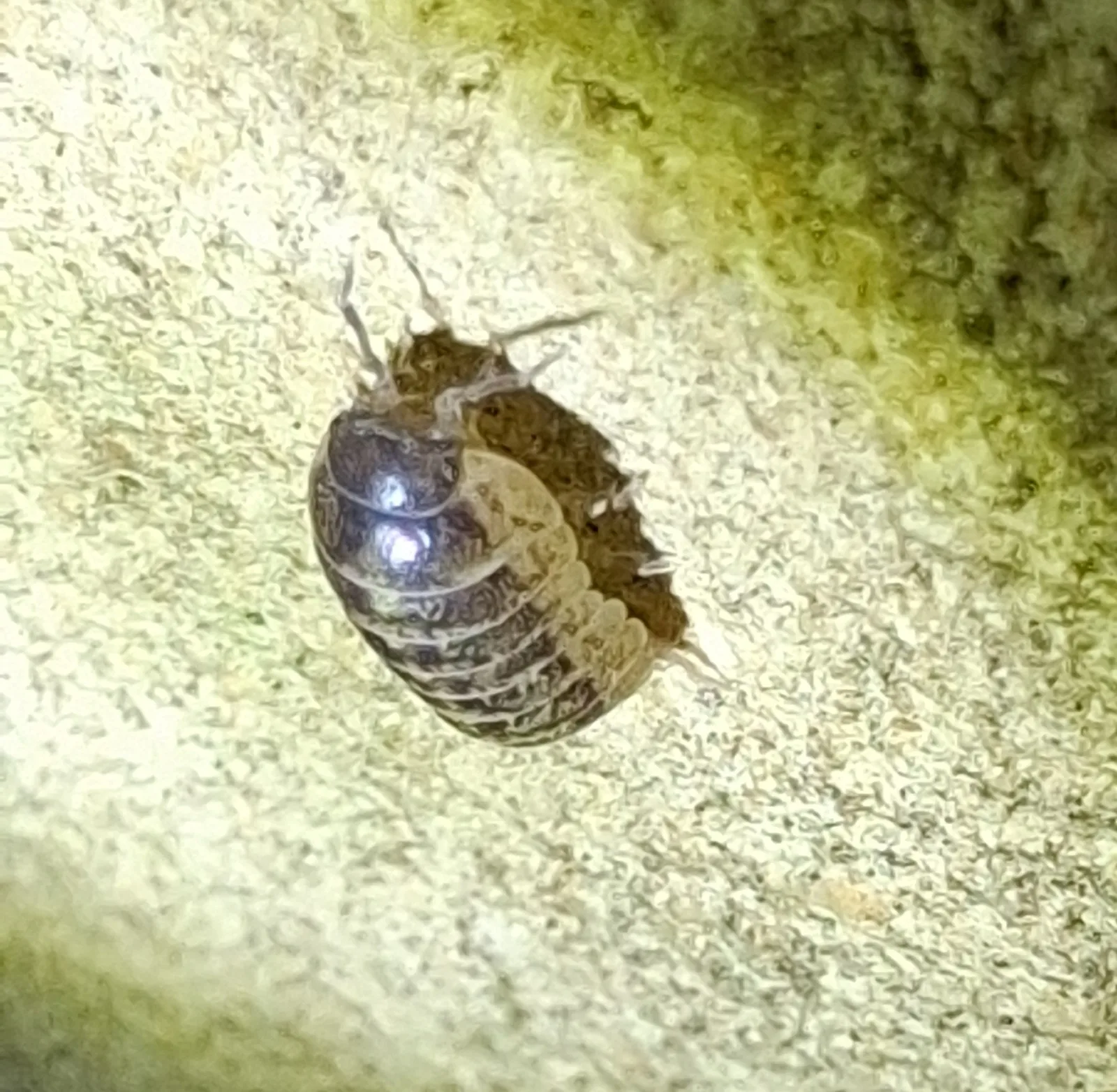 Photographie documentaire: Armadillidium vulgare