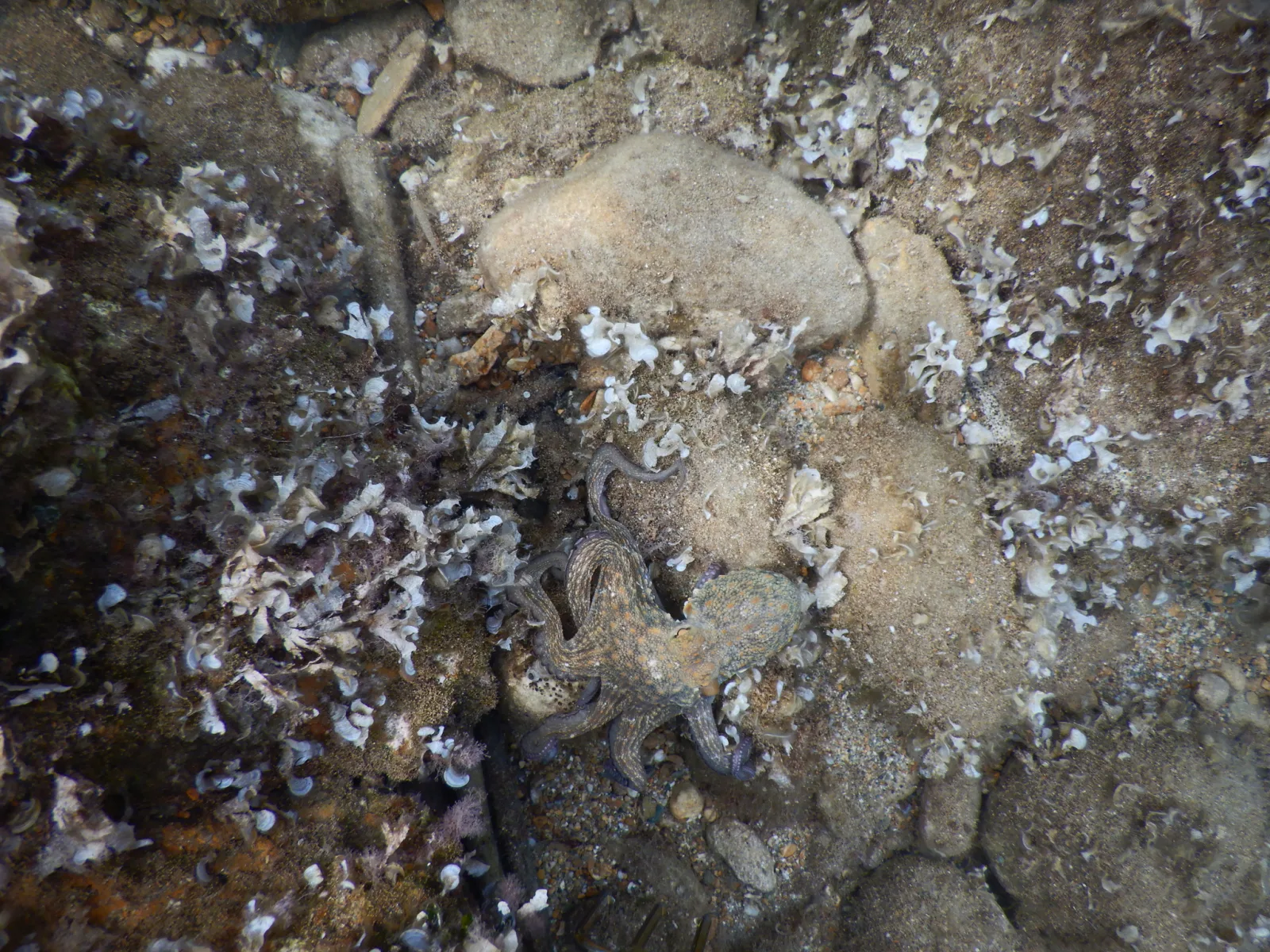 Fotografia documentaria: Octopus vulgaris