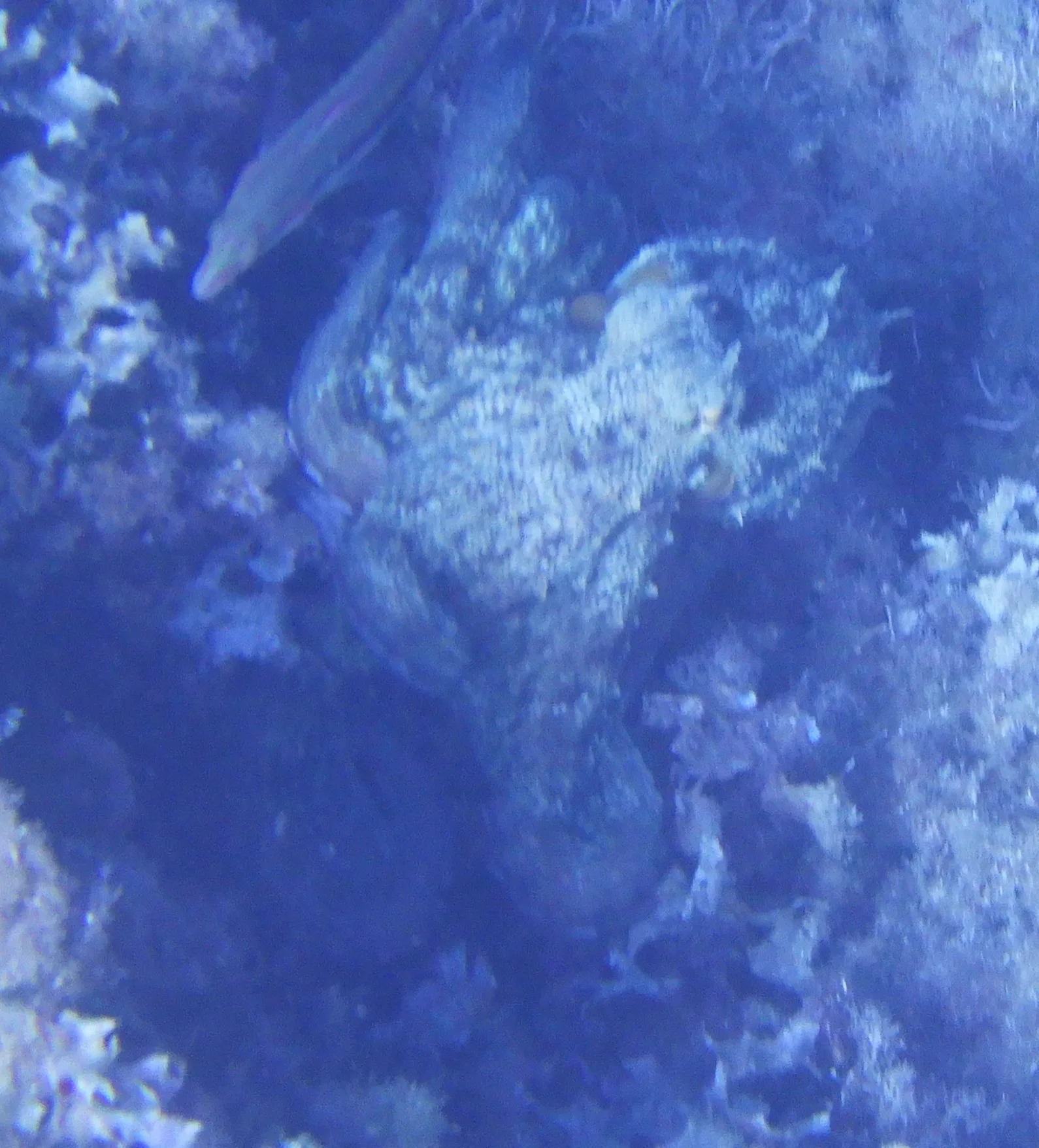 Fotografia documentaria: Octopus vulgaris