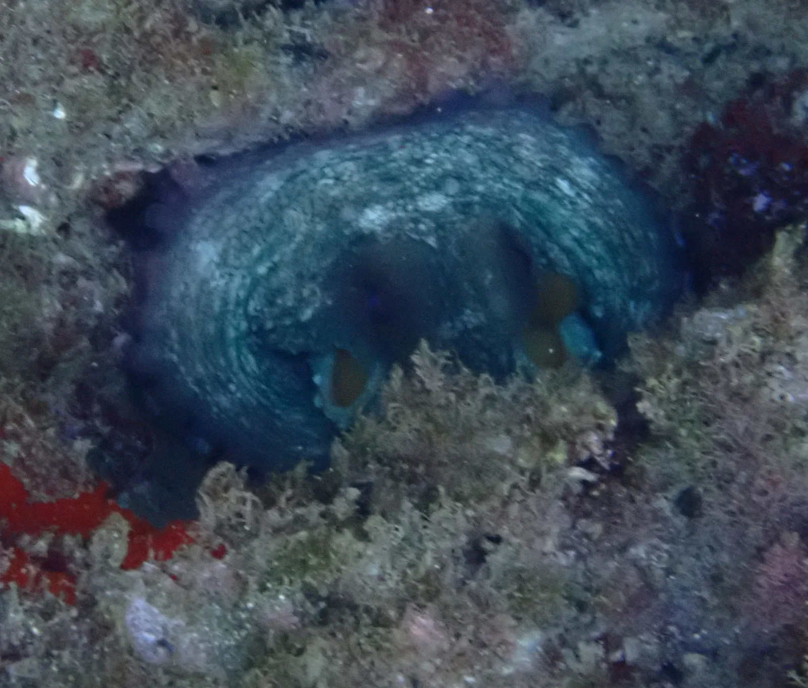 Fotografia documentaria: Octopus vulgaris
