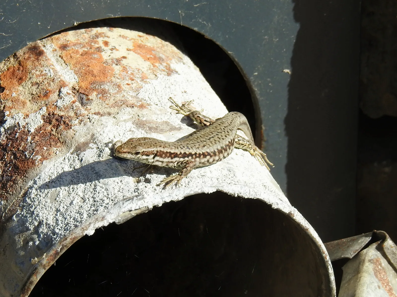 Documentary photograph: Common wall lizard
