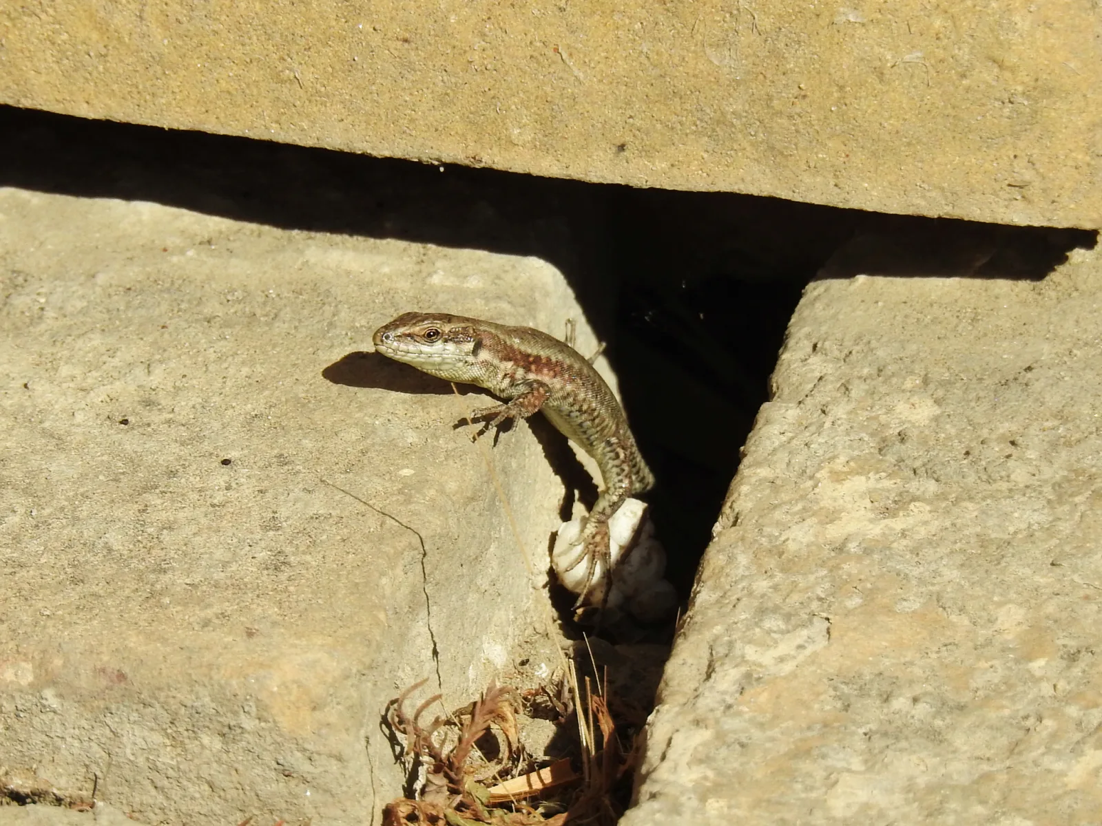 Documentary photograph: Common wall lizard
