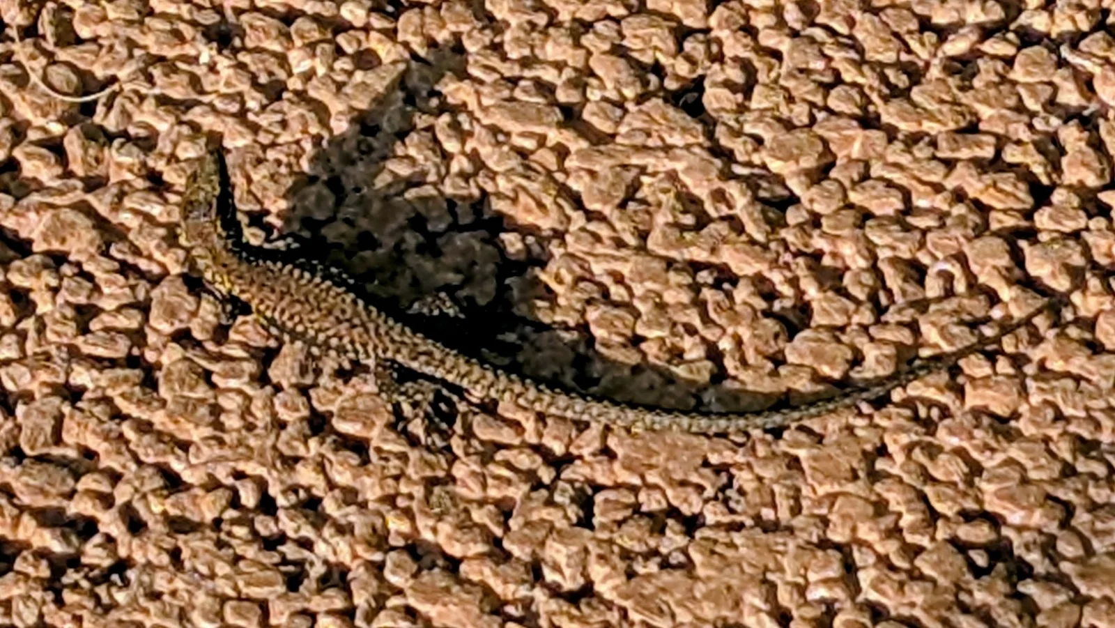 Documentary photograph: Common wall lizard
