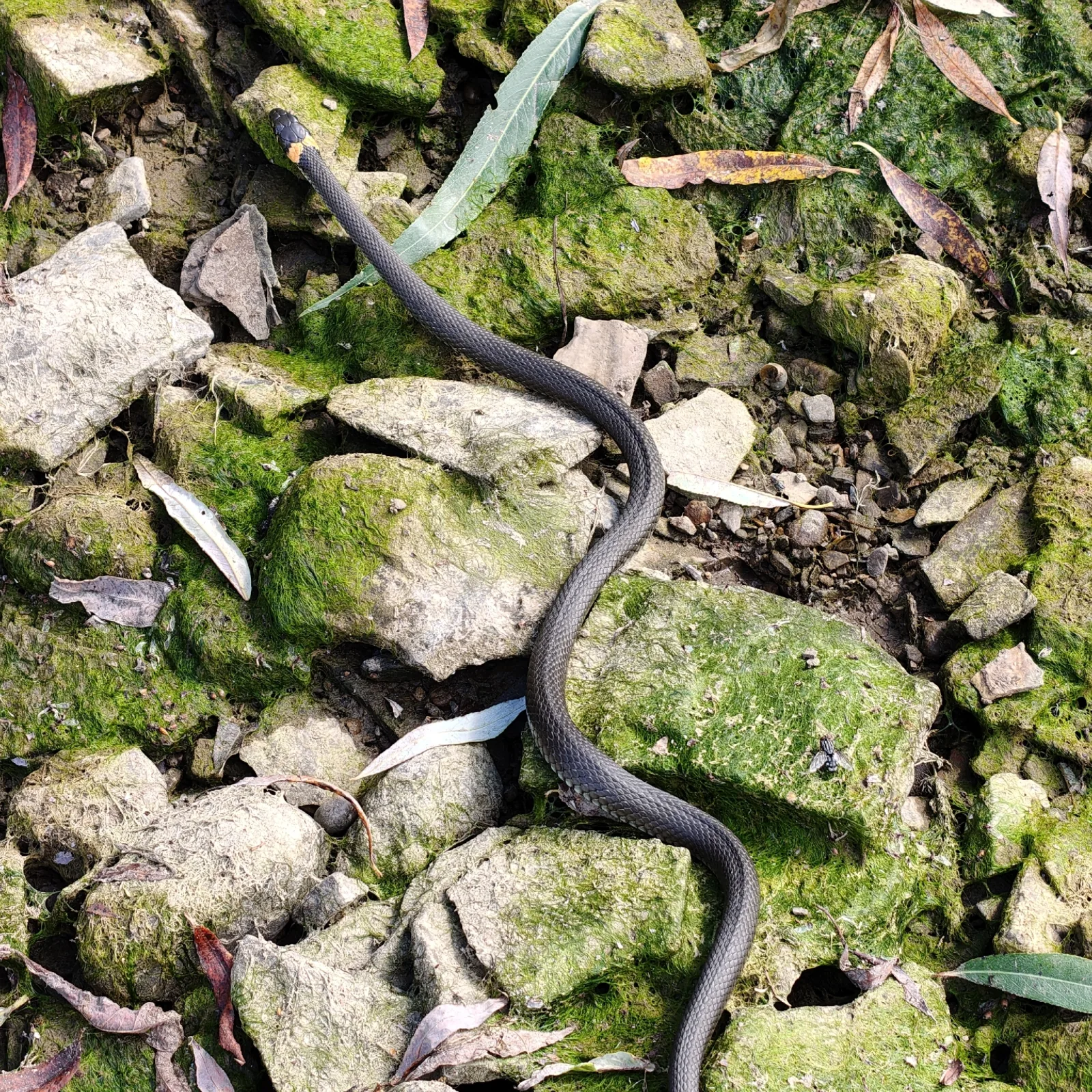 Photographie documentaire: Natrix natrix