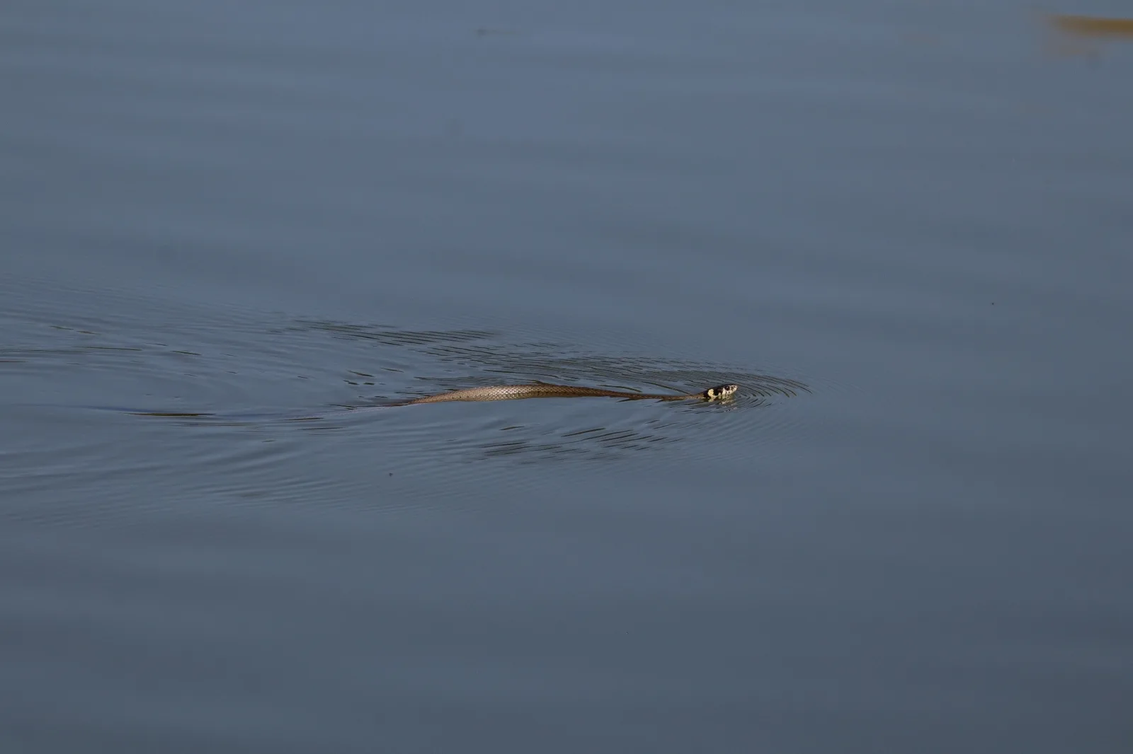 Photographie documentaire: Natrix natrix