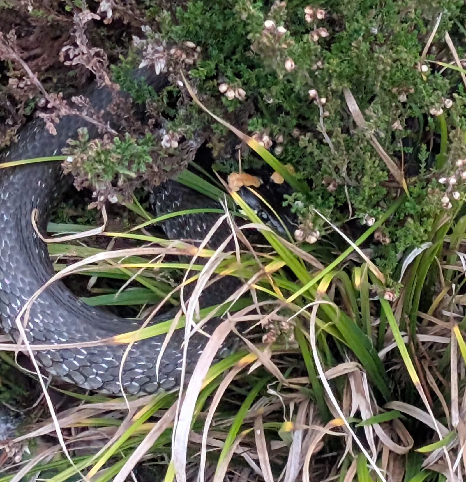 Photographie documentaire: Natrix natrix