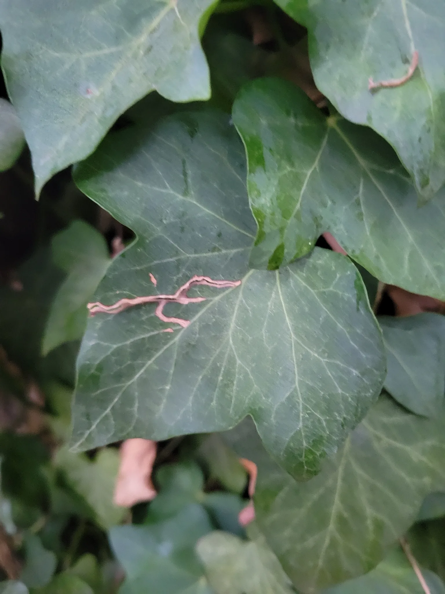 Dokumentarfotografie: Hedera helix