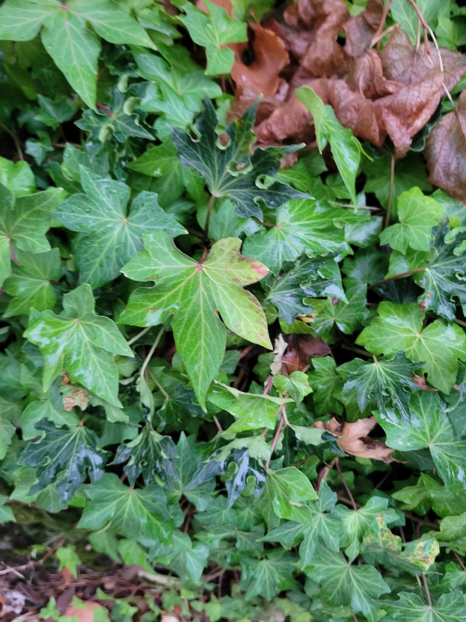Dokumentarfotografie: Hedera helix